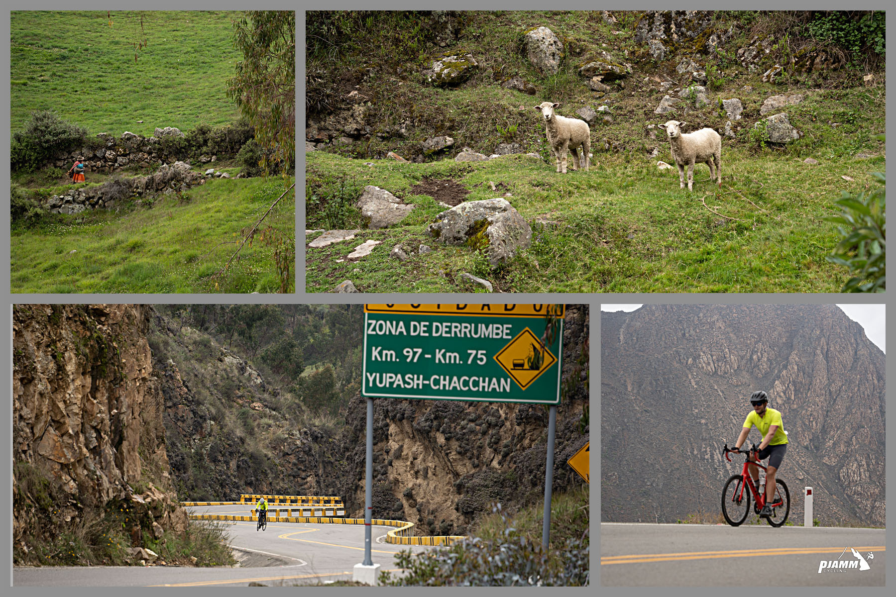 Cycling Punta Callan East, Peru - photo collage, middle section of the climb, including lots of greenery, and some sheep on mountainside looking at passing cyclists