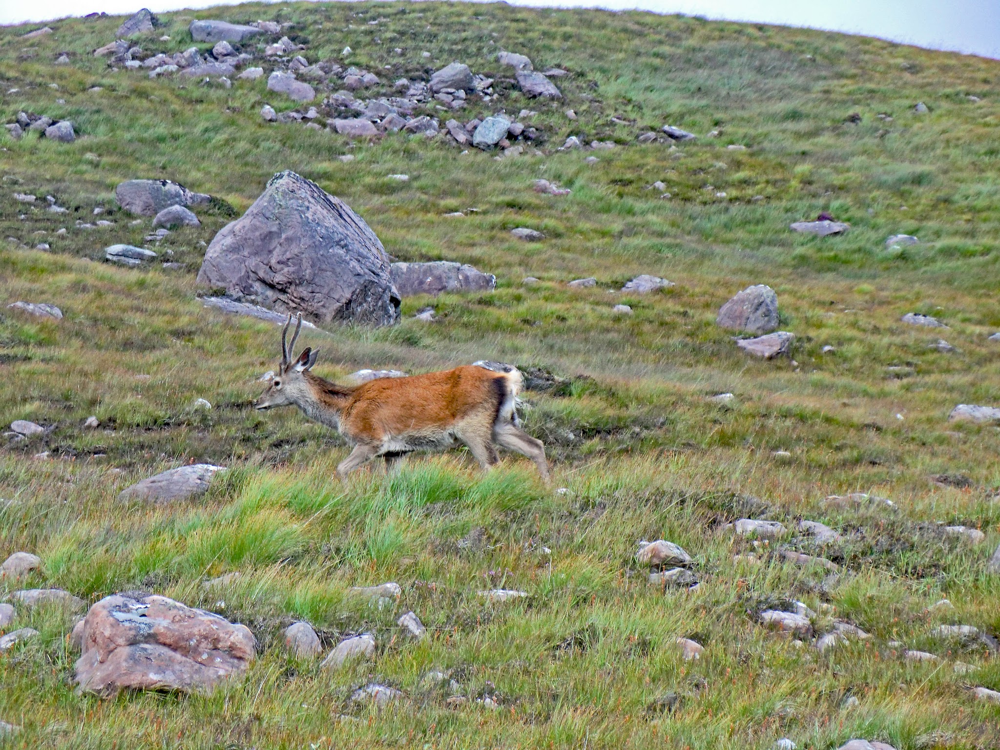 red deer