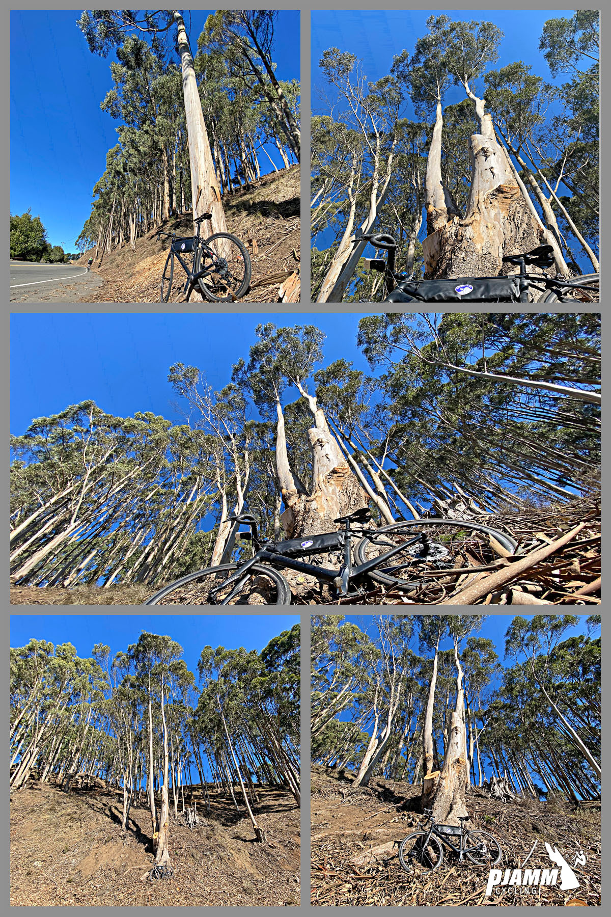 Cycling Tunnel to Grizzly Peak, California - grove of Australian Eucalyptus trees, bike parked at base of a giant tree