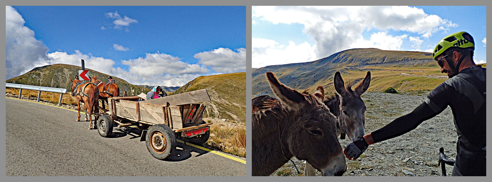 Cycling Transalpina North, Romania - horse drawn carriage on mountain roadside,  two mules investigate a cyclist's outstretched arm