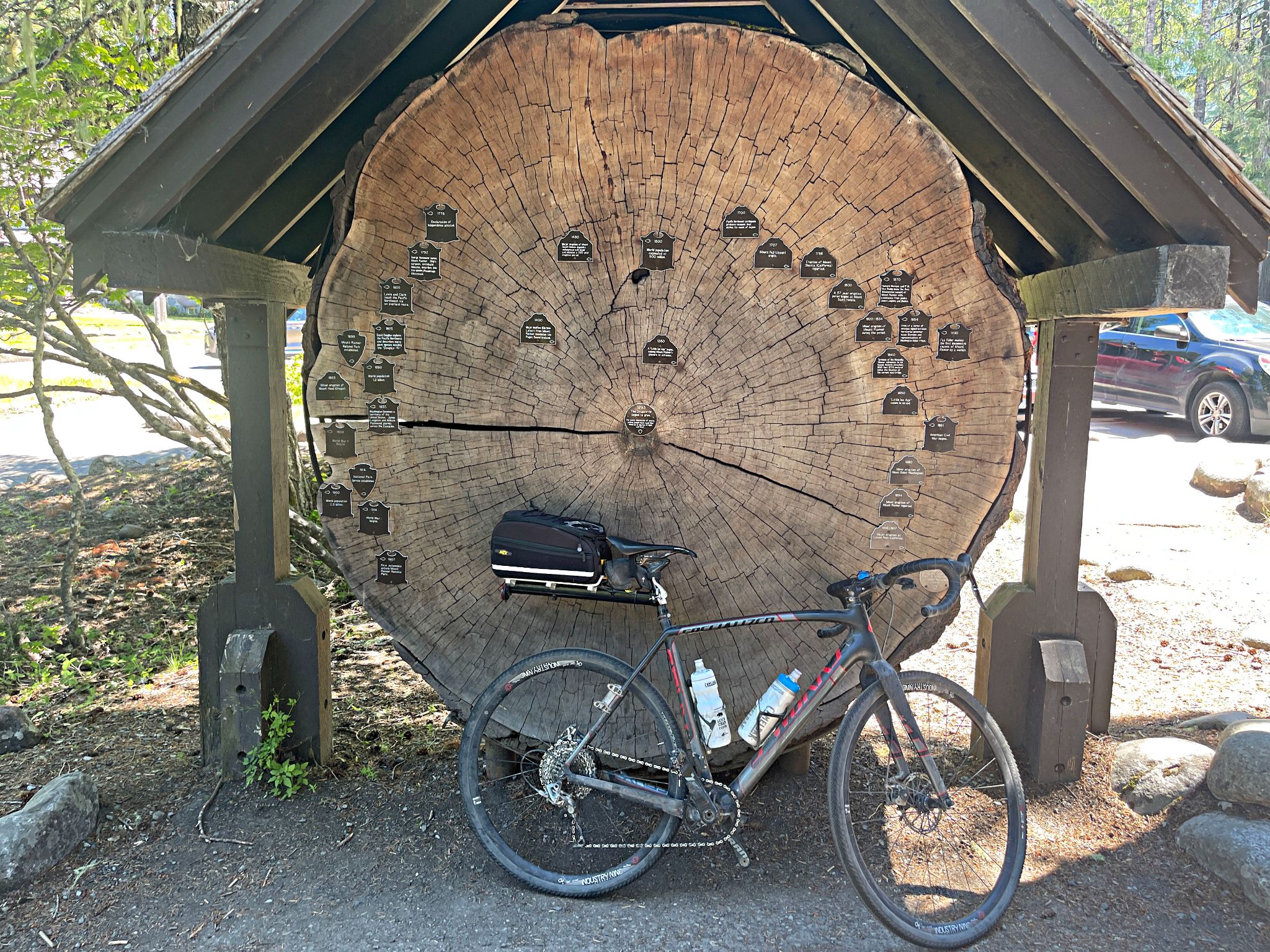 bike parked in front of cross section of a huge Douglas fir tree