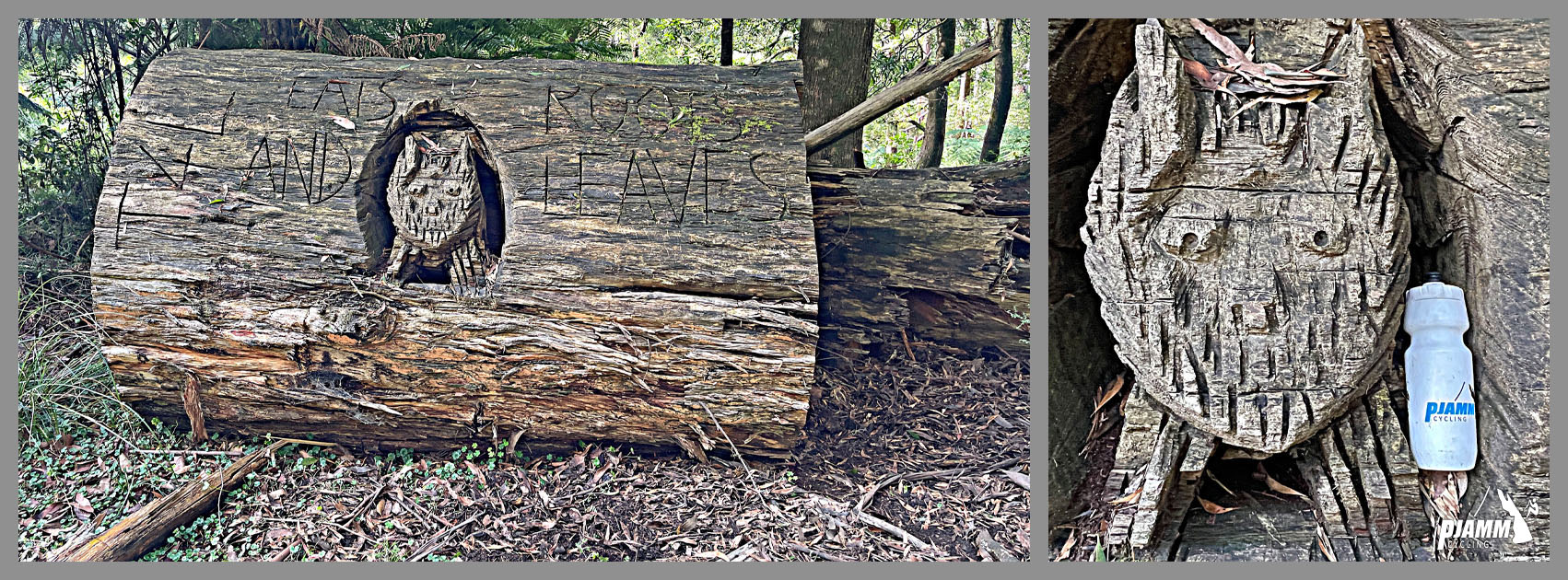 Cycling Donna Buang, Victoria, Australia cool carving of an animal into a downed tree stump