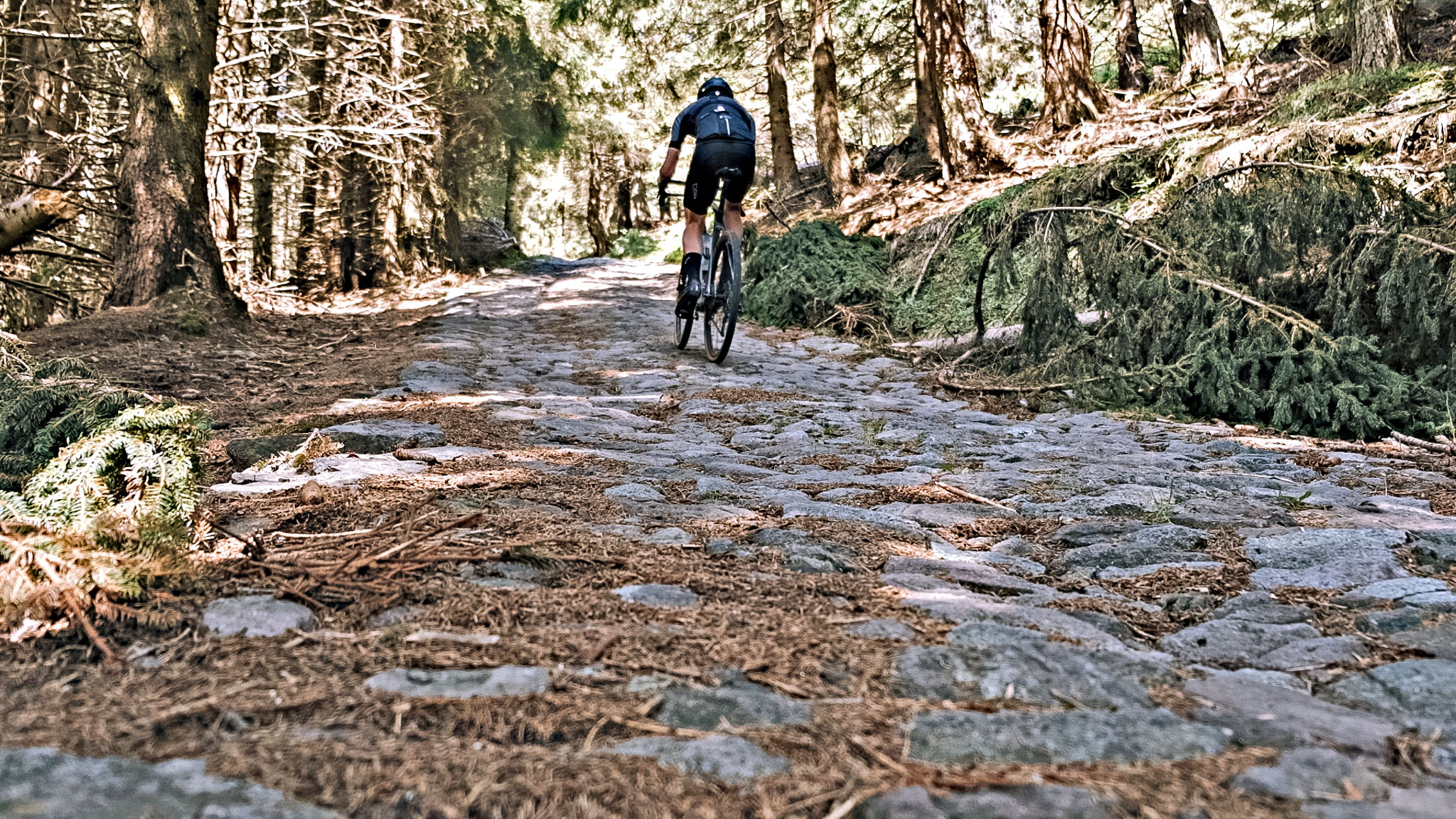 Cycling Pozza San Glisente, Italy - cyclist rides on one-lane cobblestone roadway covered in debris from evergreen trees