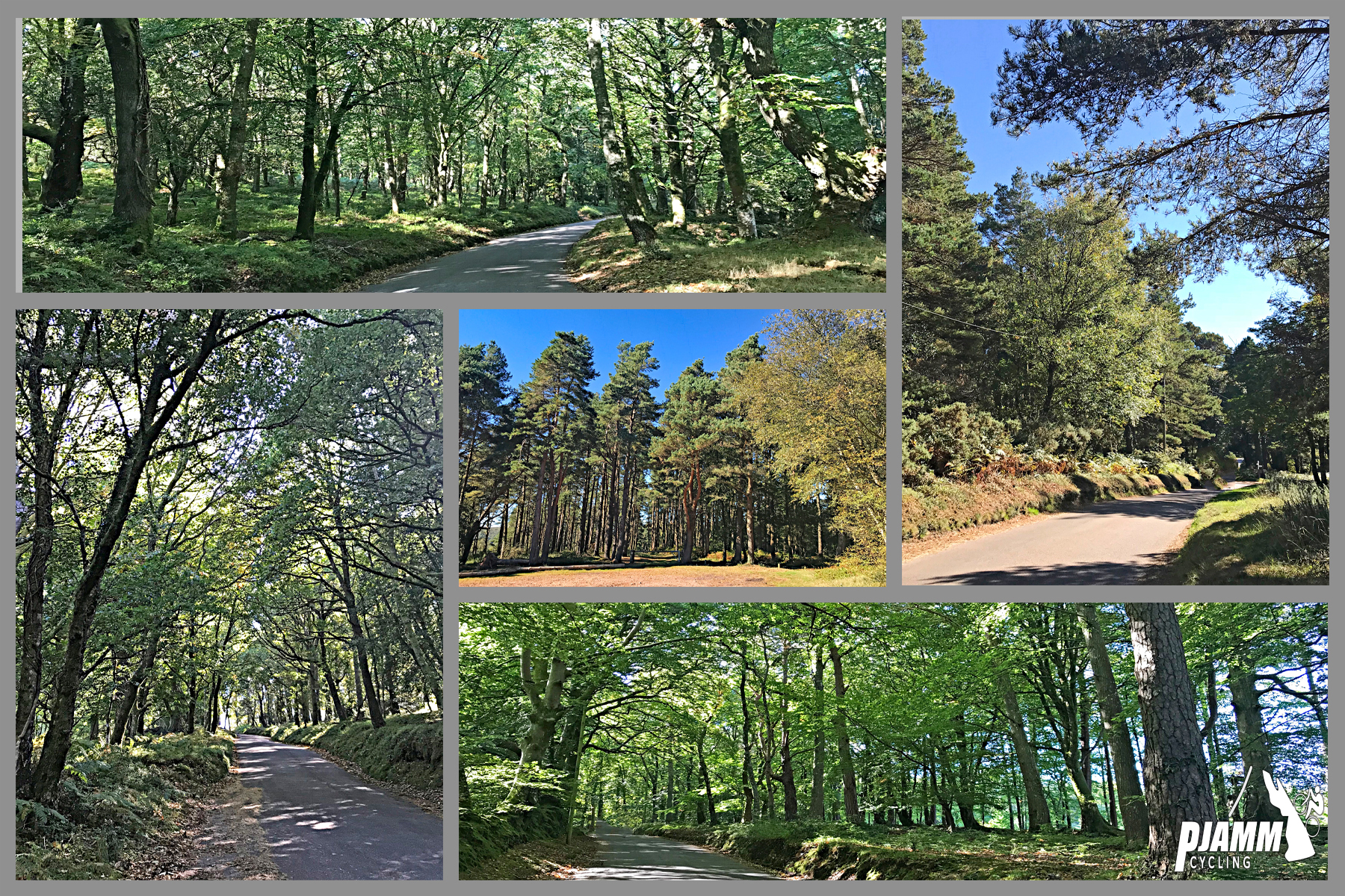 Cycling Dunkery Beacon, UK - photo collage, dense tree border and coverage along roadside, very tall and lush green trees