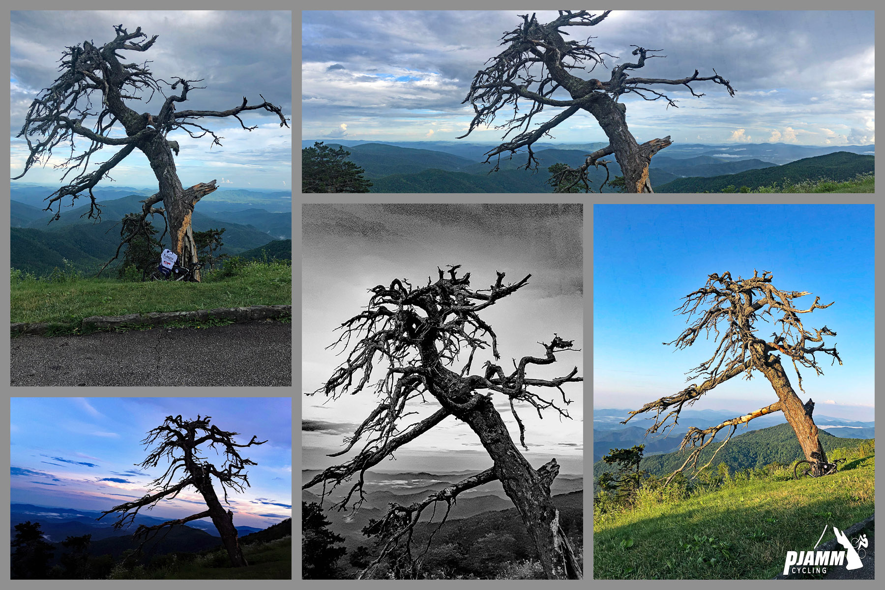 Climbing Mt. Mitchell by bike - photo collage, Iconic Tree at BiG Laurel Gap Overlook