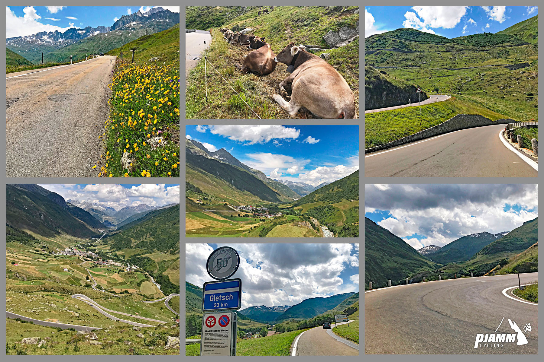 Cycling Furkapass, Realp, Switzerland - views along first half of climb, cows laying down in grass on roadside, yellow wildflowers, Swiss alps in background, sign for Gletsch