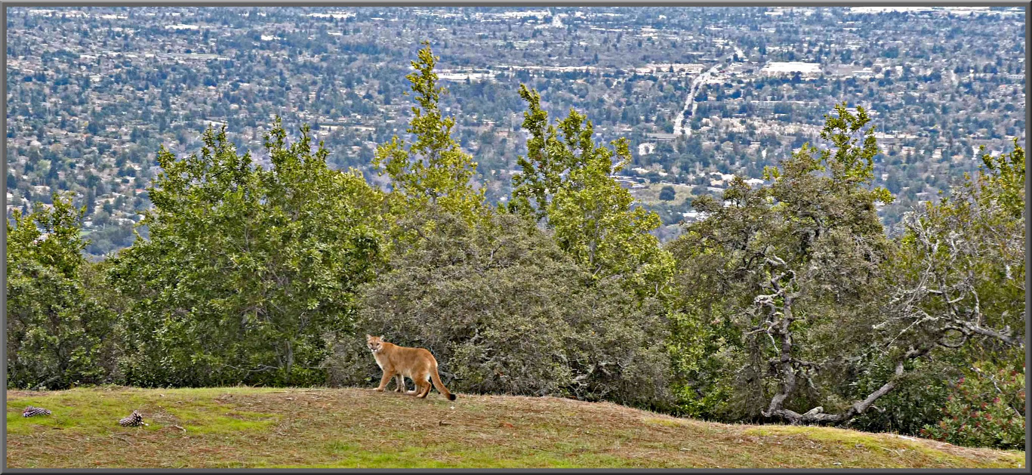 Cycling Bohlman Road, Saratoga, California - a mountain lion standing in grassy area on hillside looking over it's shoulder to the camera, overlooking the sprawling Silicon Valley