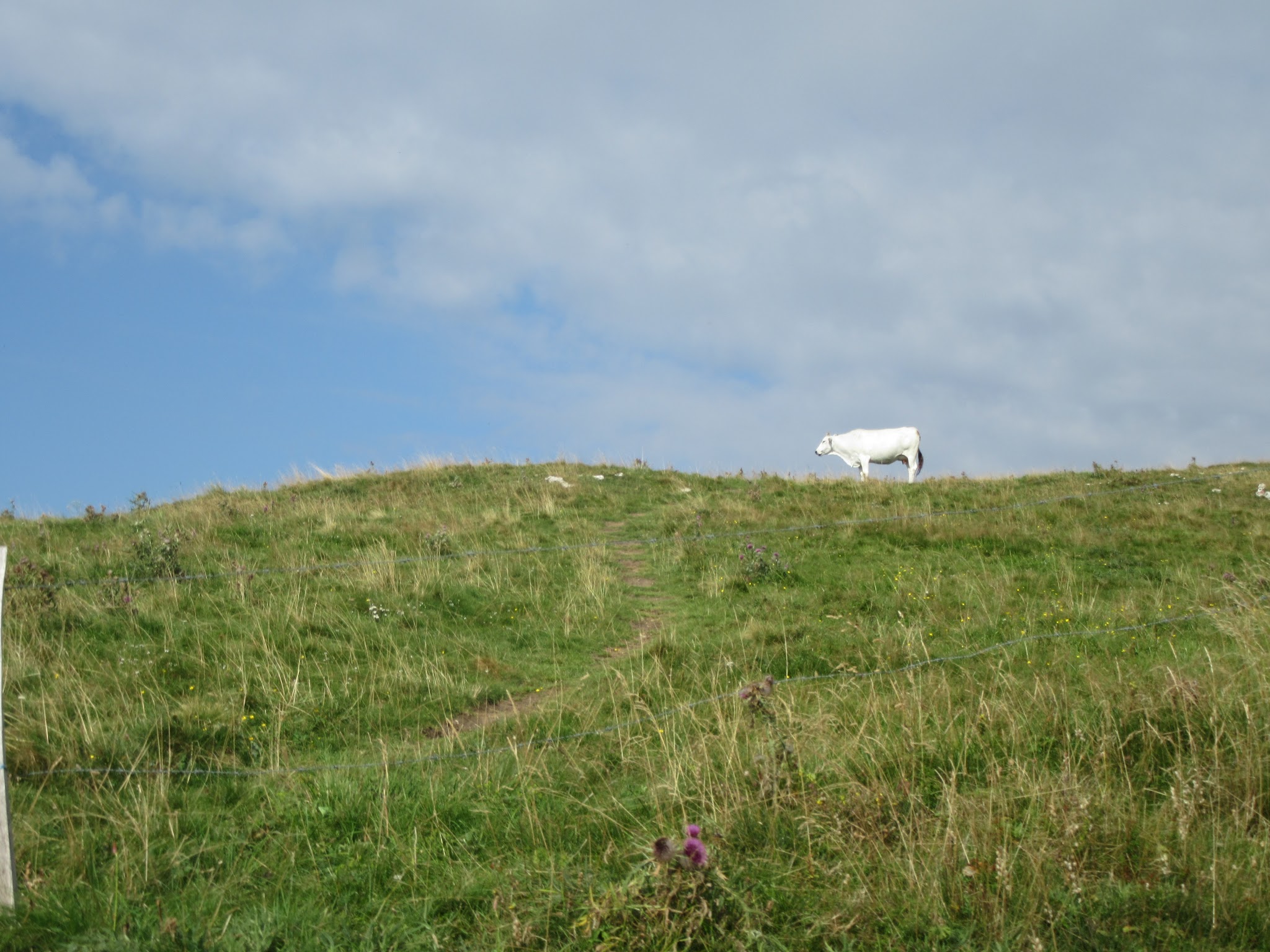 Bicycle climb of Monte Grappa - Cavaso del Tomba - cow on hill
