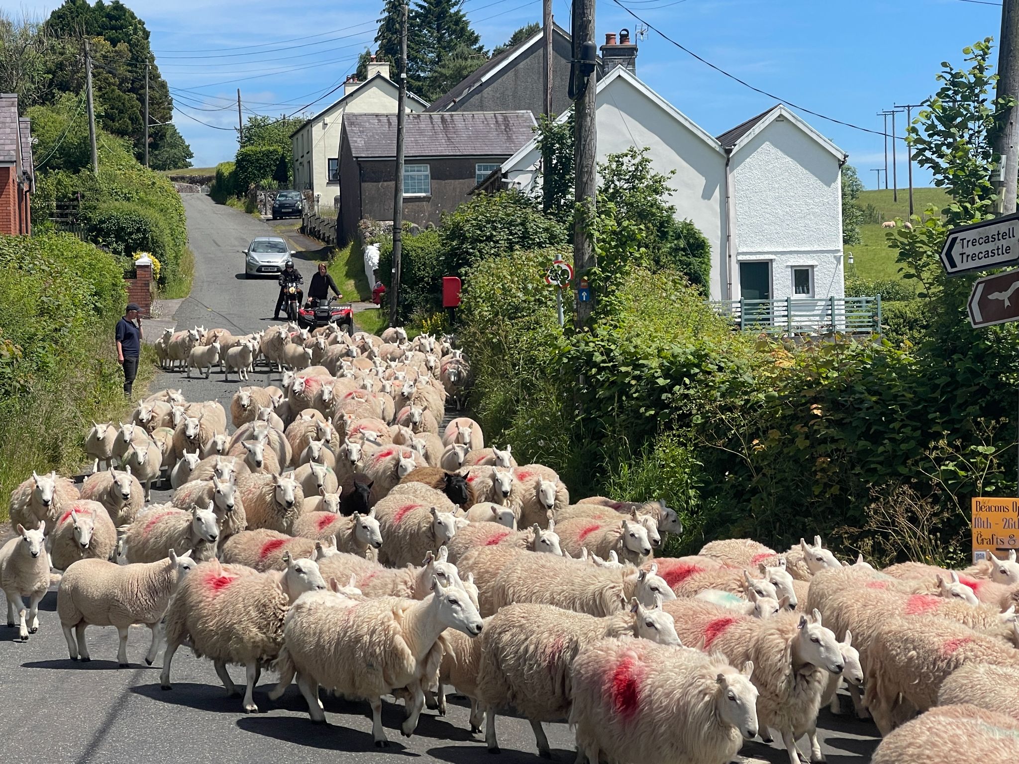 herd of sheep filling roadway as farmer moves them from one field to another