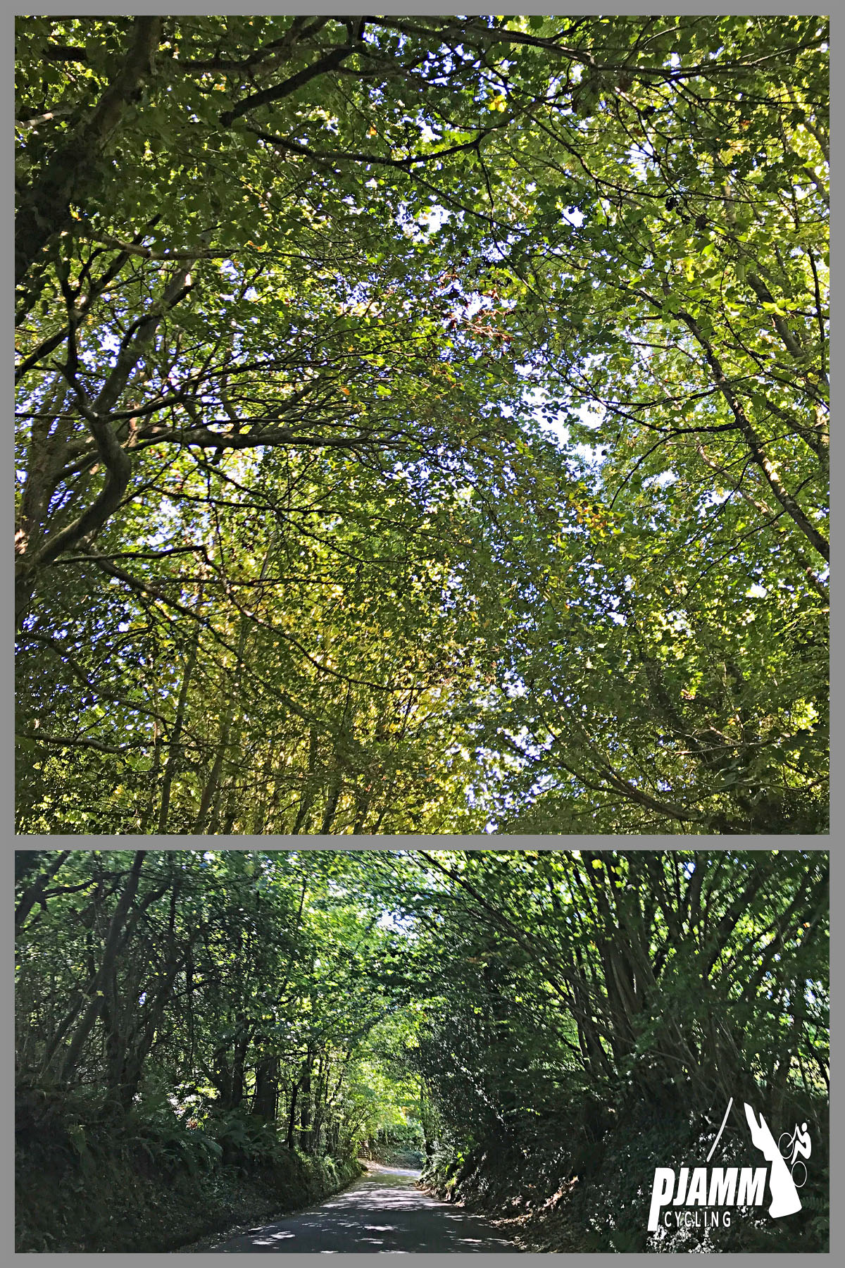 Climbing Crowcombe Comb, Somerset - PJAMM Cycling logo in corner, dense forestation and tree coverage over entire road