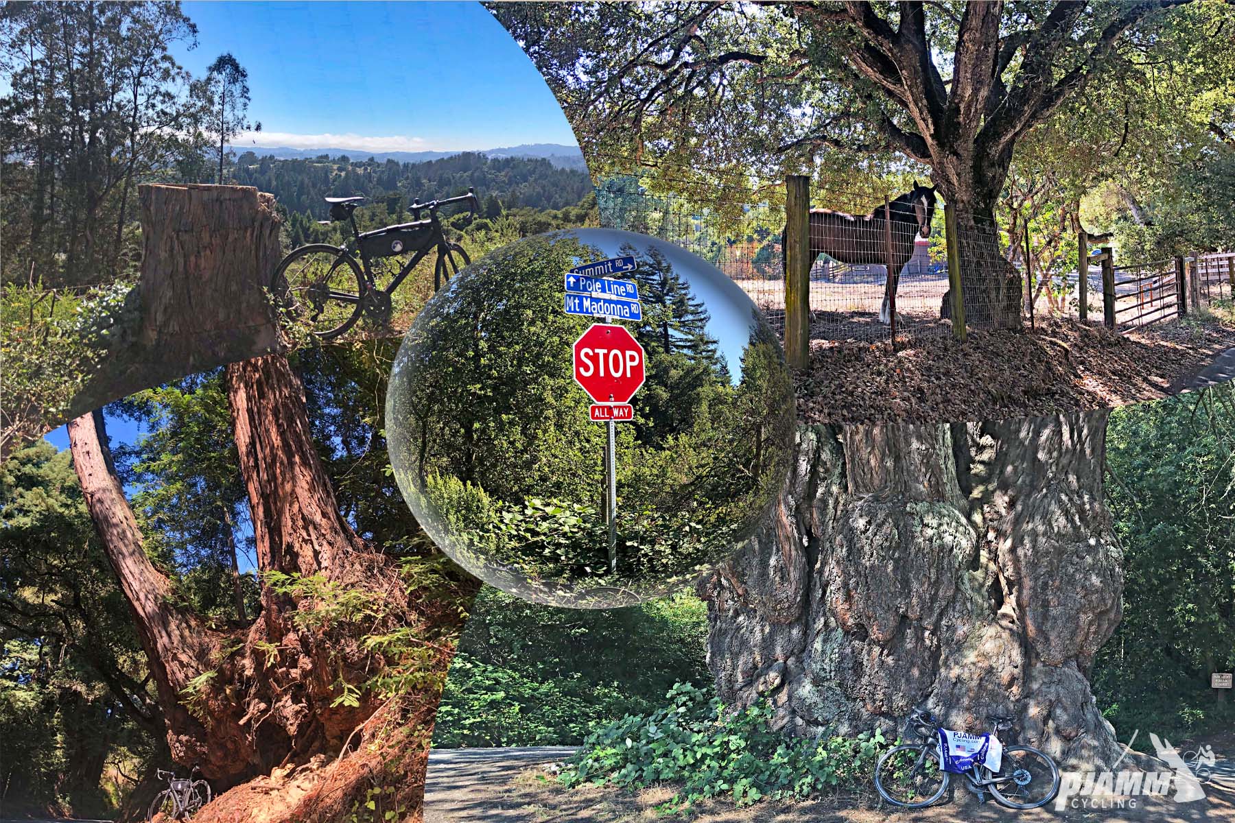 Cycling Mt. Madonna, Santa Cruz Mountains - photo collage, PJAMM Cycling logo in bottom corner, bike parked next to tree stump in brush, horse under large oak tree on side of road, bike parked in front of massive redwood tree stump along roadside, PJAMM Cycling jersey draped over bike, large redwood trees along roadside