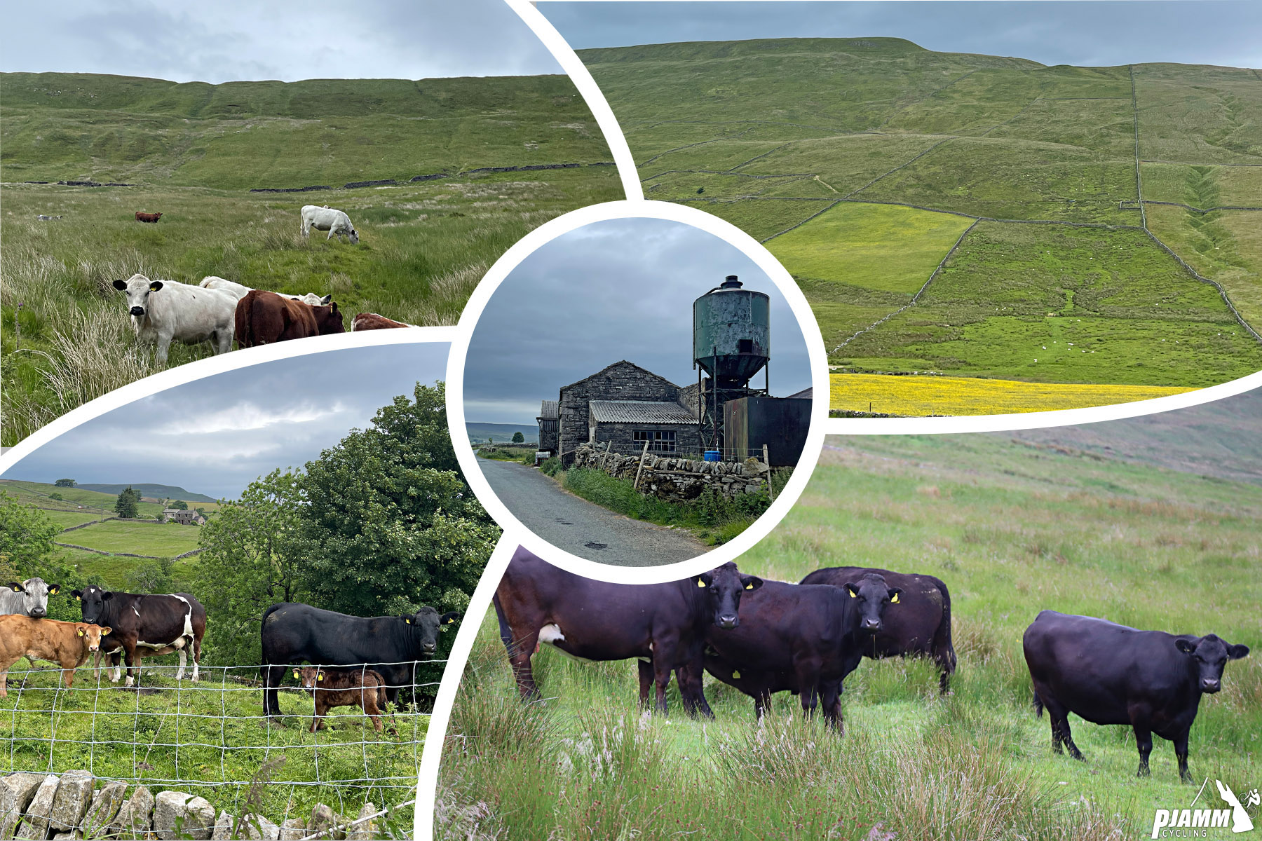 Cycling Fleet Moss, England photo collage shows cows grazing in fields, Yorkshire cattle country