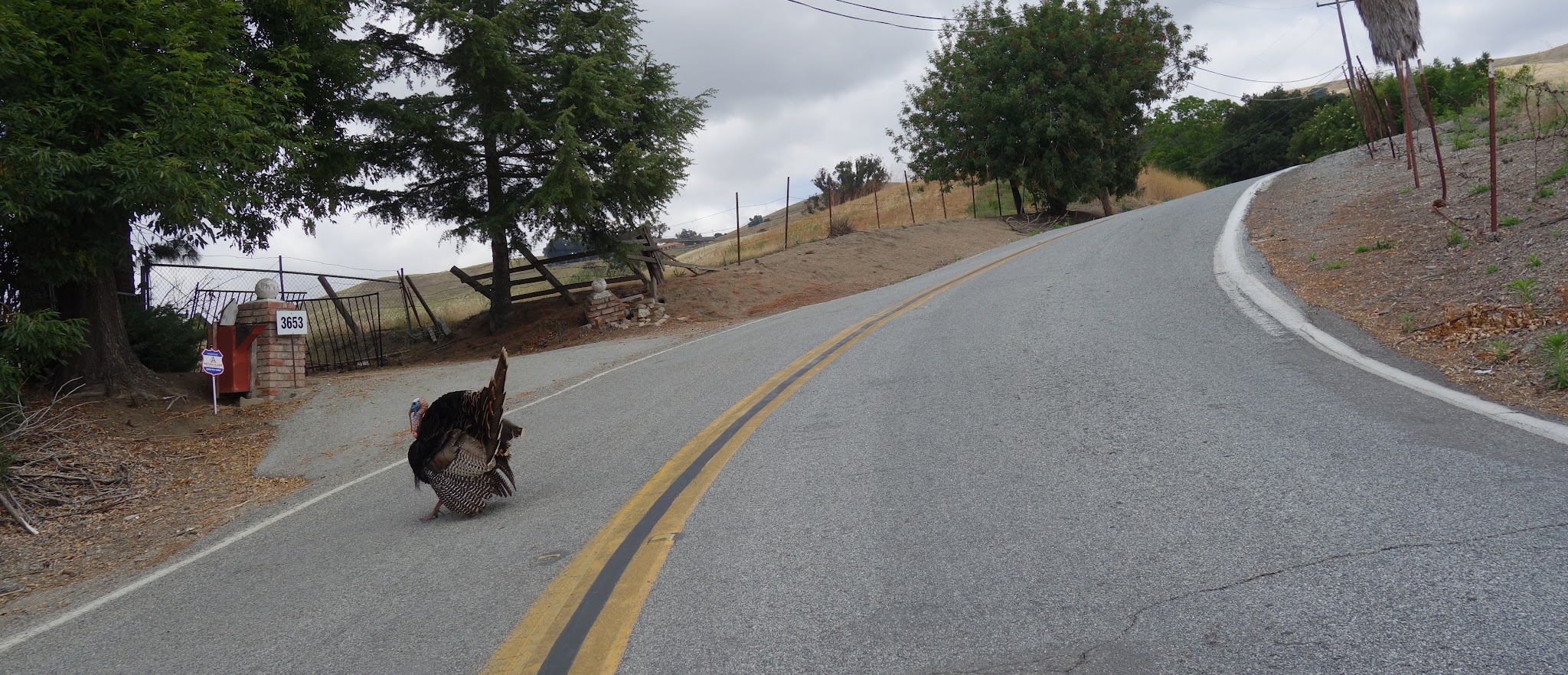 Climbing Sierra Road by bike - turkey in roadway
