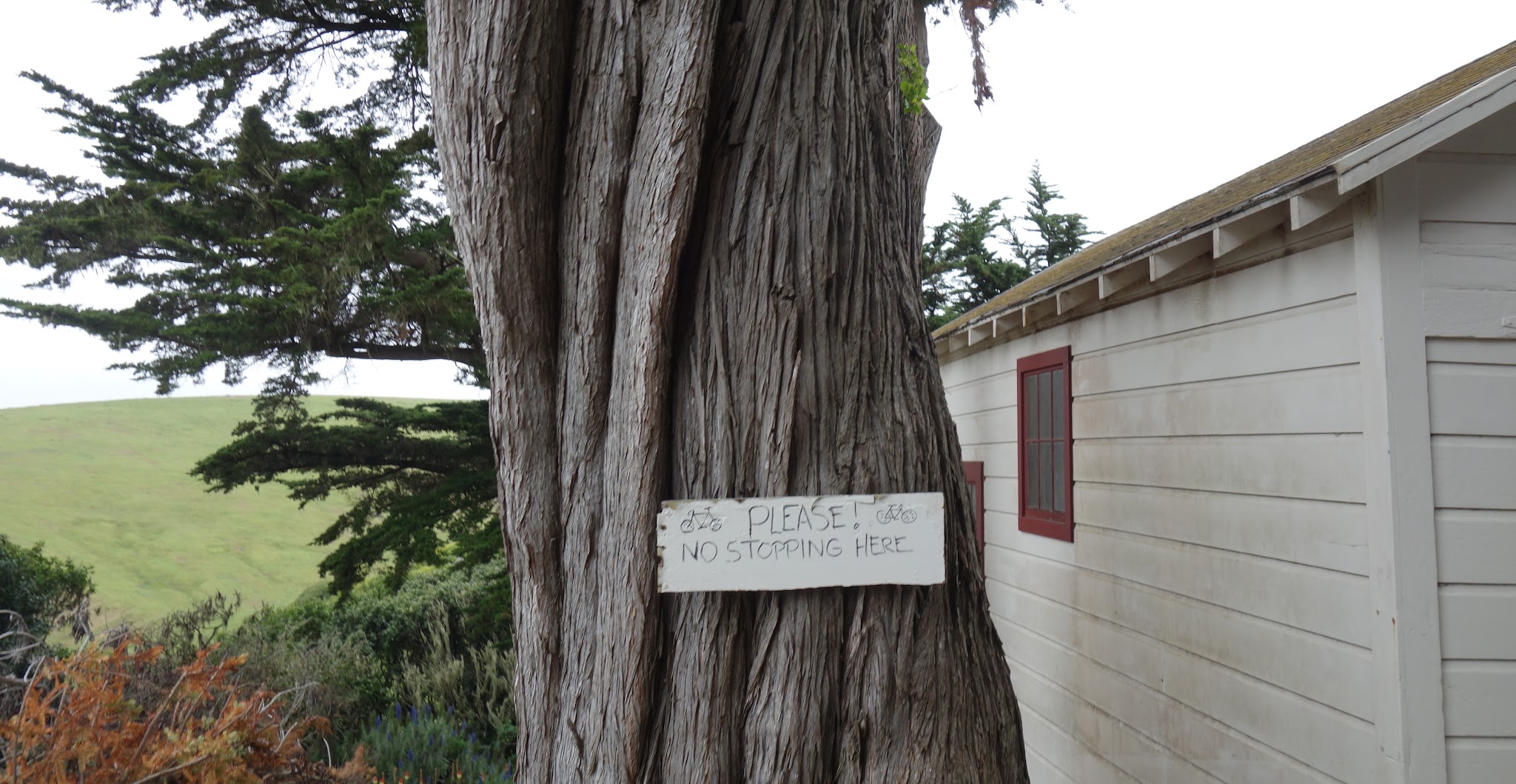 Cycling Marshall Wall West, Marin County, California Cycling Marshall Wall West, Marin County, California - hand written sign posted on trunk of Cypress Tree reading "BIKES, please no stopping here"