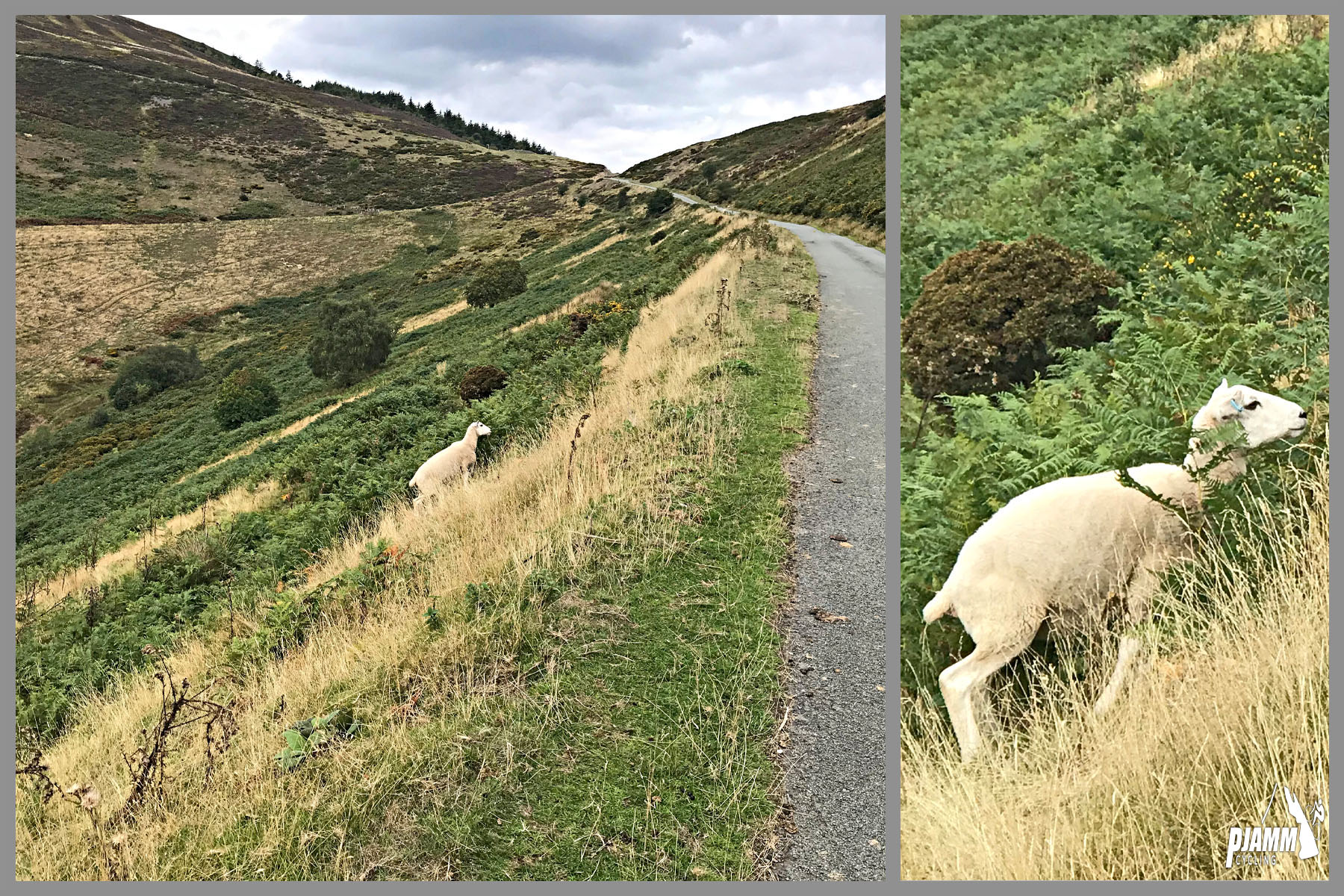 sheep along the roadway