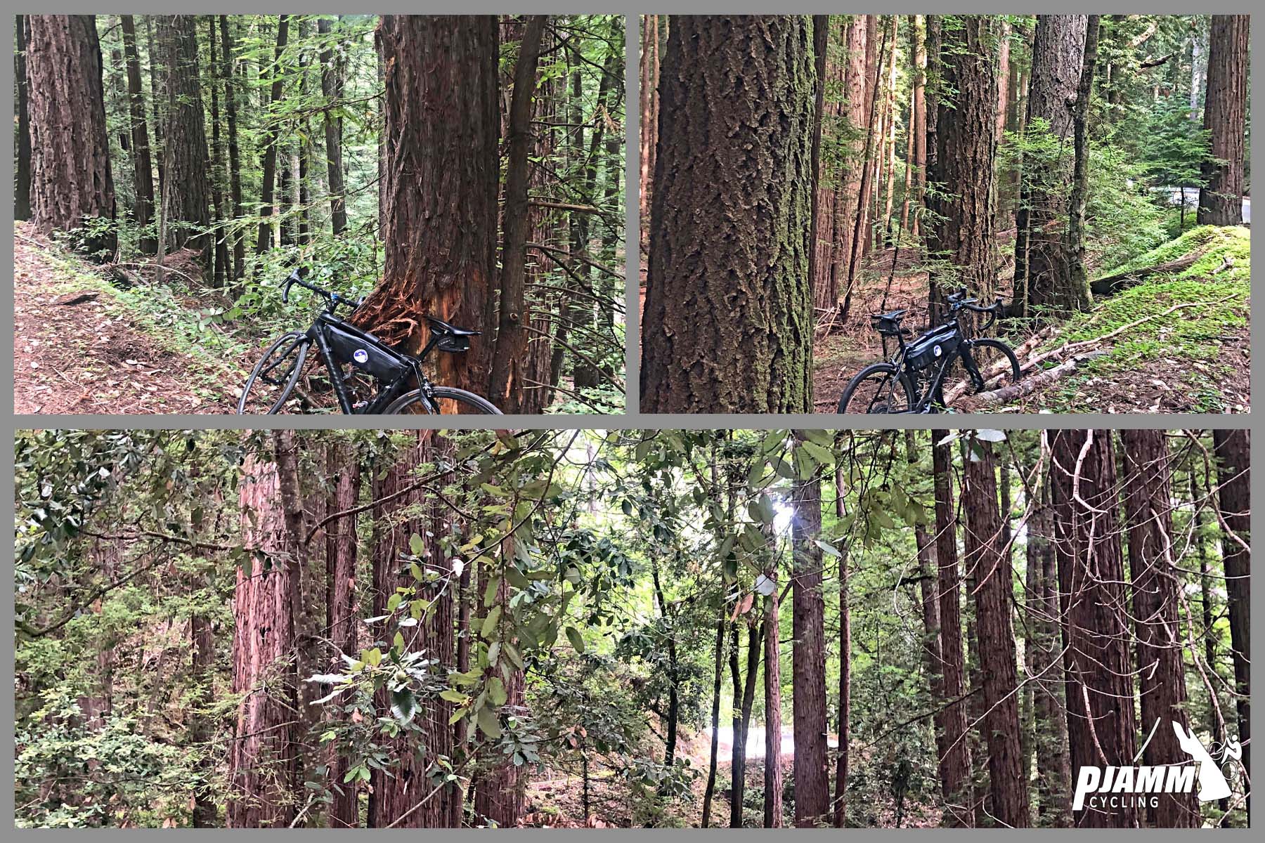 Cycling Felton Empire Road, Santa Cruz County Cycling Felton Empire Road, Santa Cruz County - photo collage, PJAMM Cycling logo in corner, bike parked along brush/bark areas at base of large, moss covered redwood tree trunks