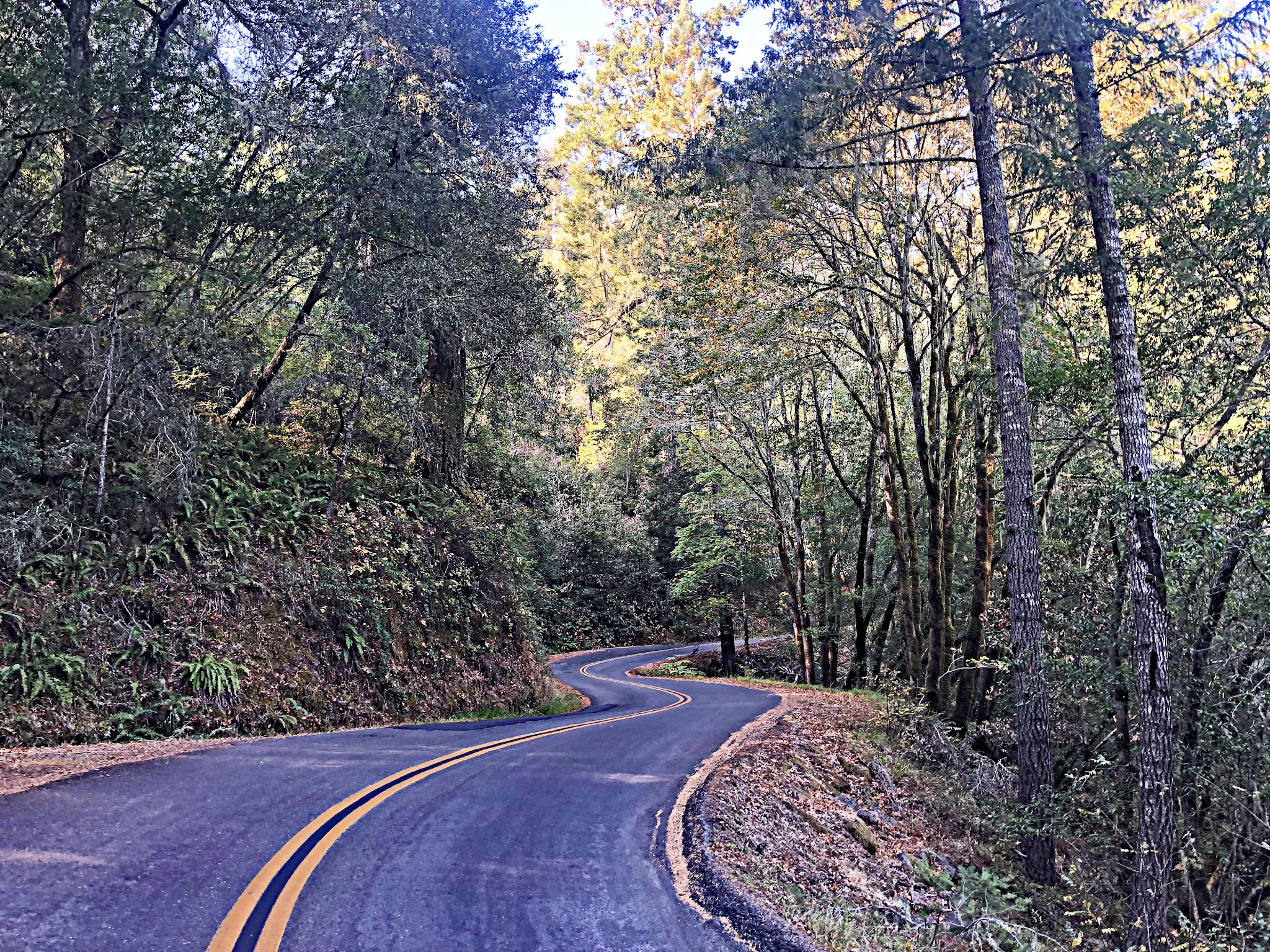 Mt. Tamalpais from Alpine Dam Bike climb Mt. Tamalpais from Alpine Dam - road surrounded by redwood trees