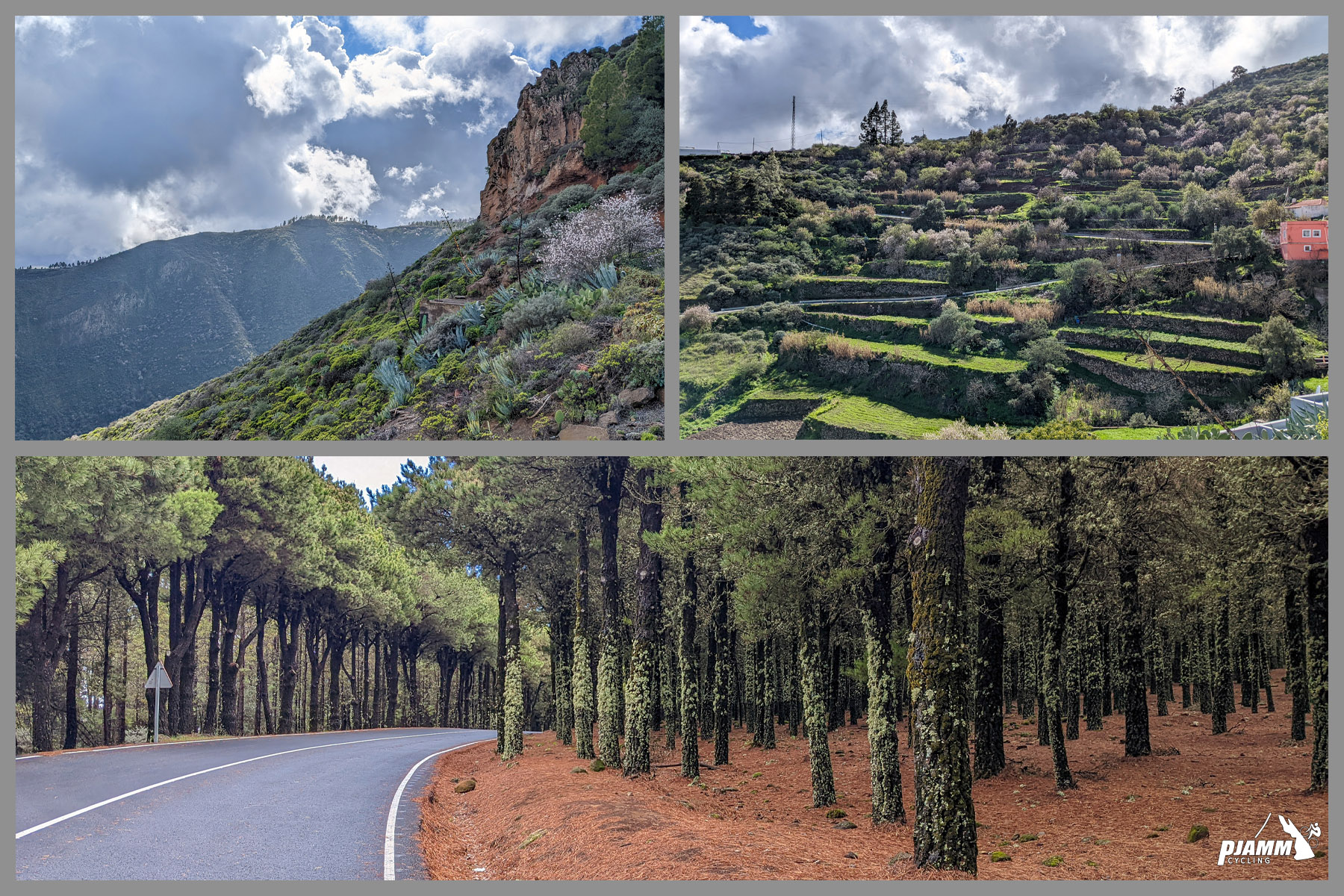 photo collage shows forest setting, Canary Island pines