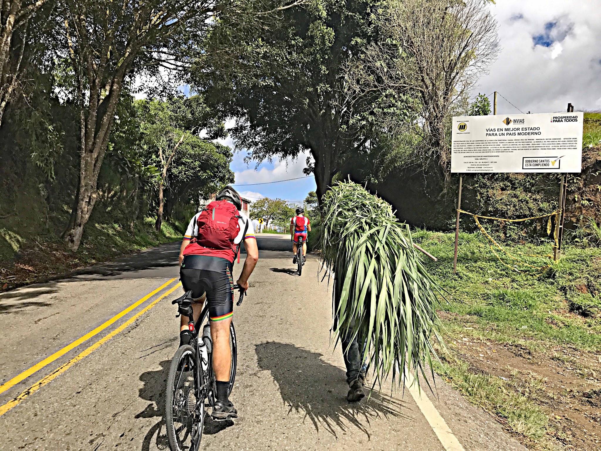 Cattle on Alto de Letras cycling climb Hwy 50