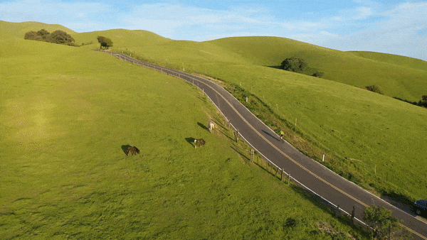 Cycling Sierra Road - cyclists riding up road framed by oak trees with San Jose and Silicon Valley behind hime. 