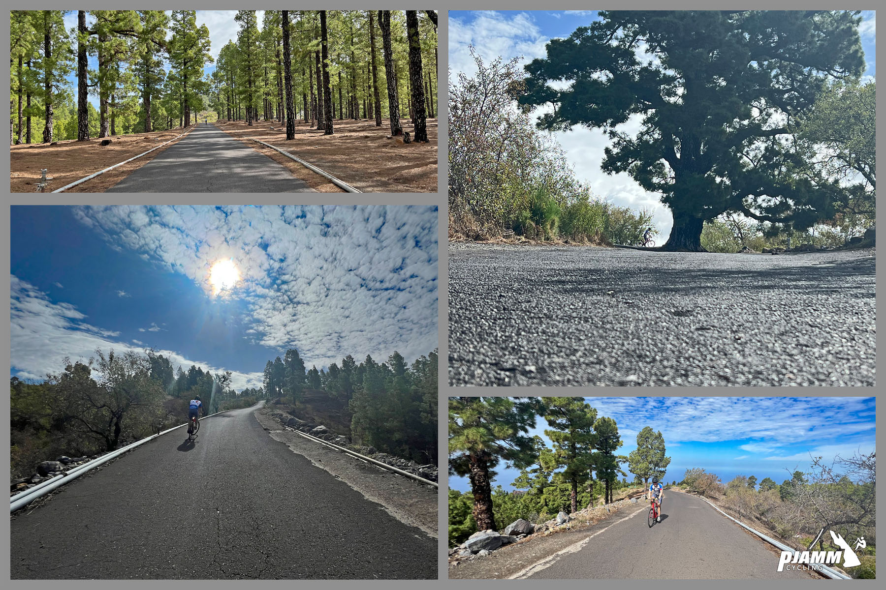 photo collage shows area of forestation, large pine trees