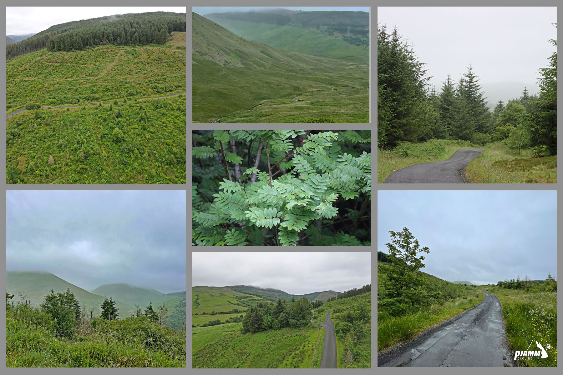 photo collage shows various greenery along roadway