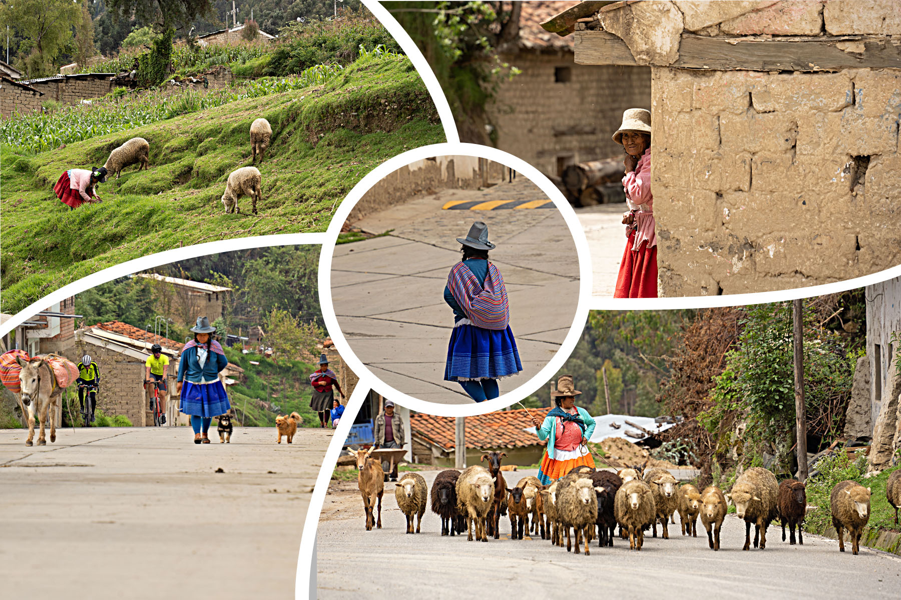 Photo collage shows women wearing brightly colored Peruvian clothing walking with their sheep and donkeys through town