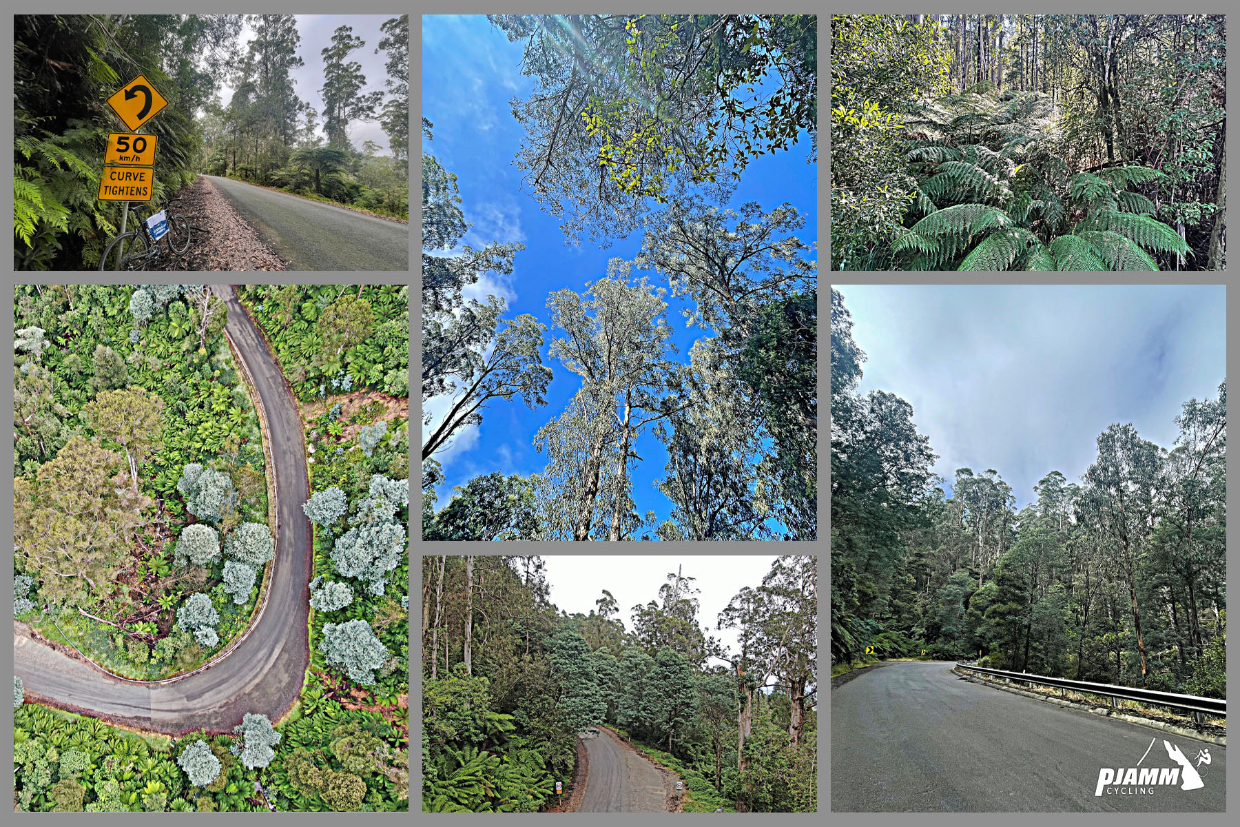 photo collage highlights the dense forestation and foliage throughout the entire climb; ferns, large bushes, trees, etc.
