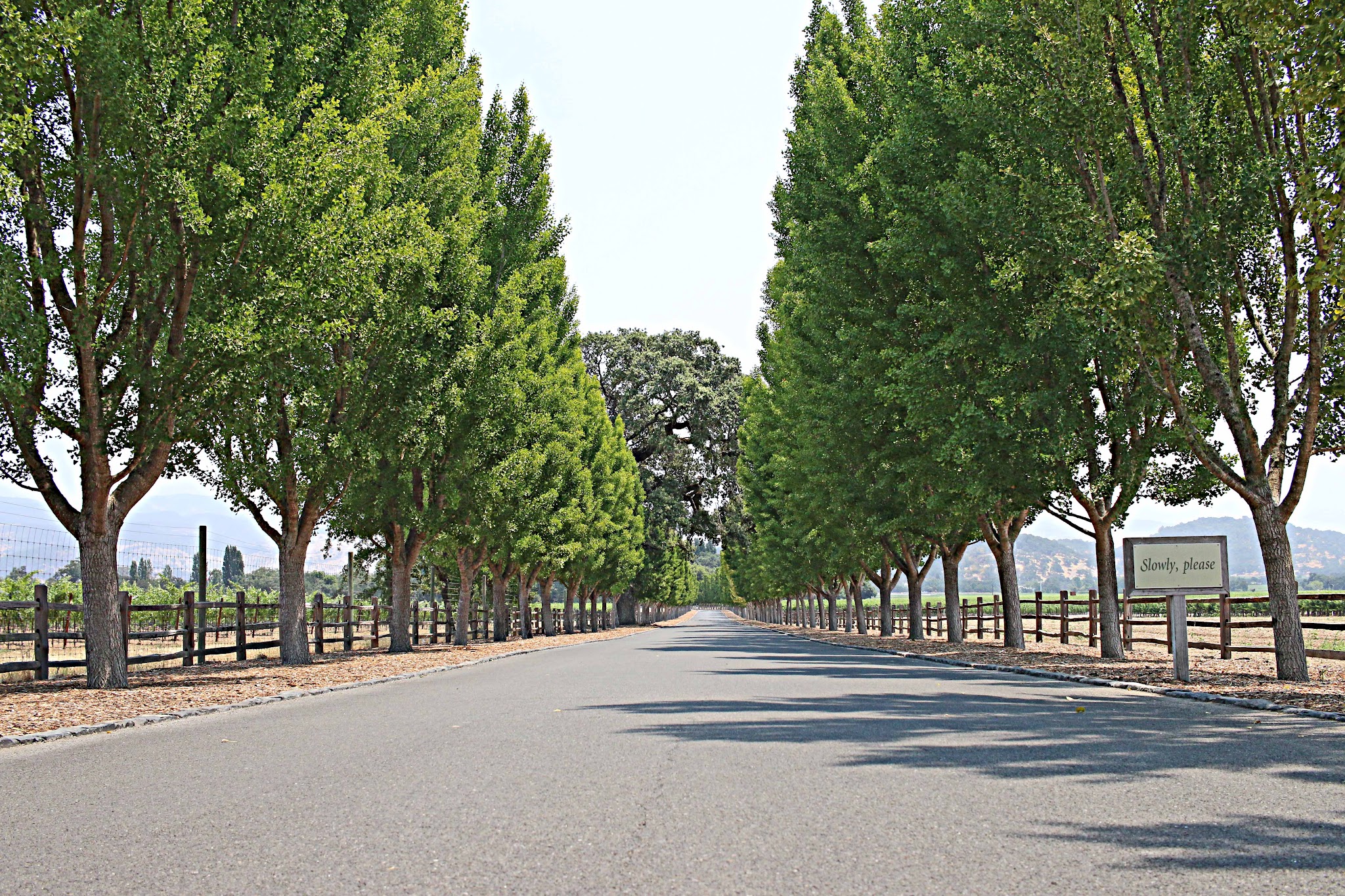Bicycle ride up Oakville Grade Road - view east from start - road surrounded by trees.