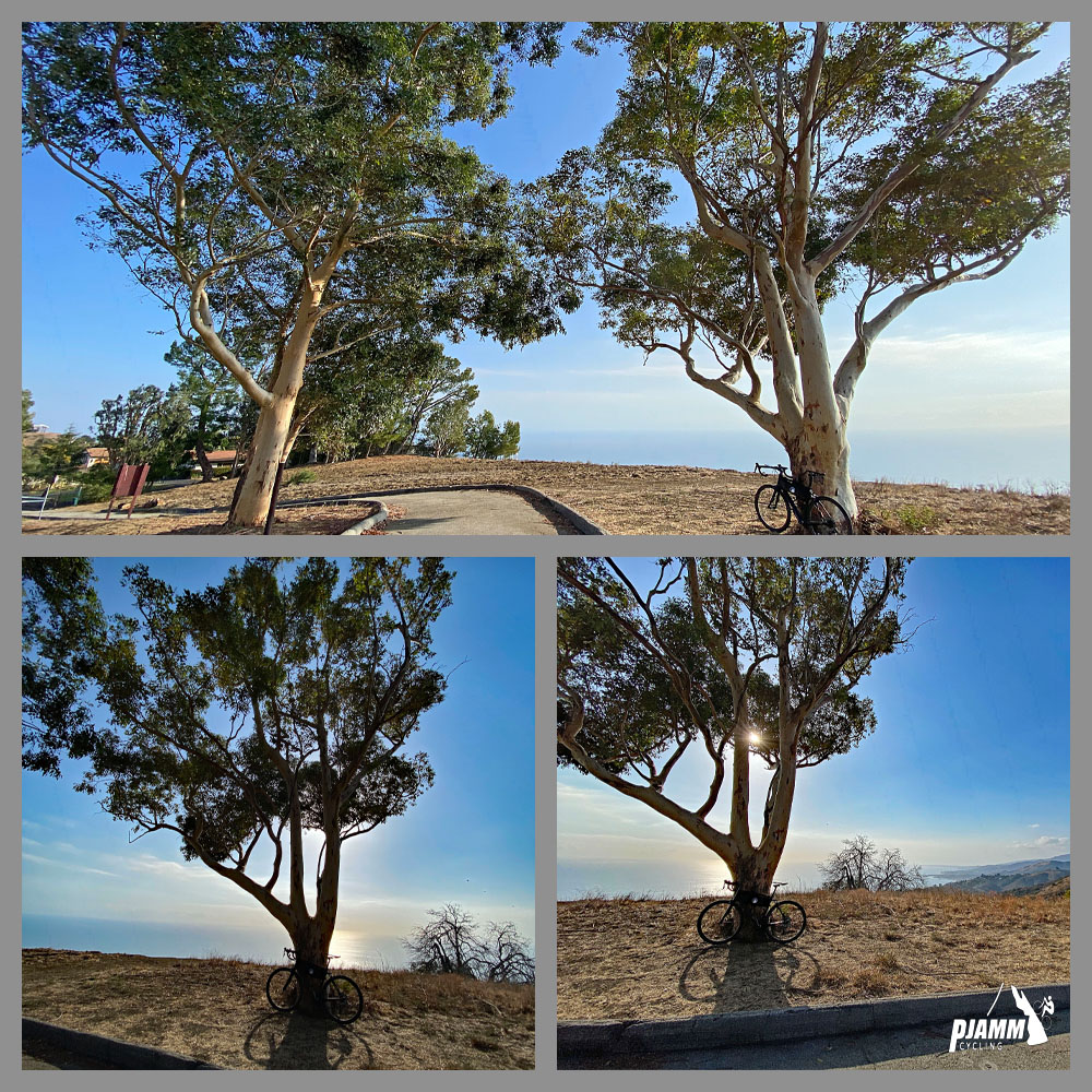 Cycling Big Rock Drive to Stunt Road - bike parked against trunk of huge eucalyptus trees just inside Tuna Canyon Park entrance