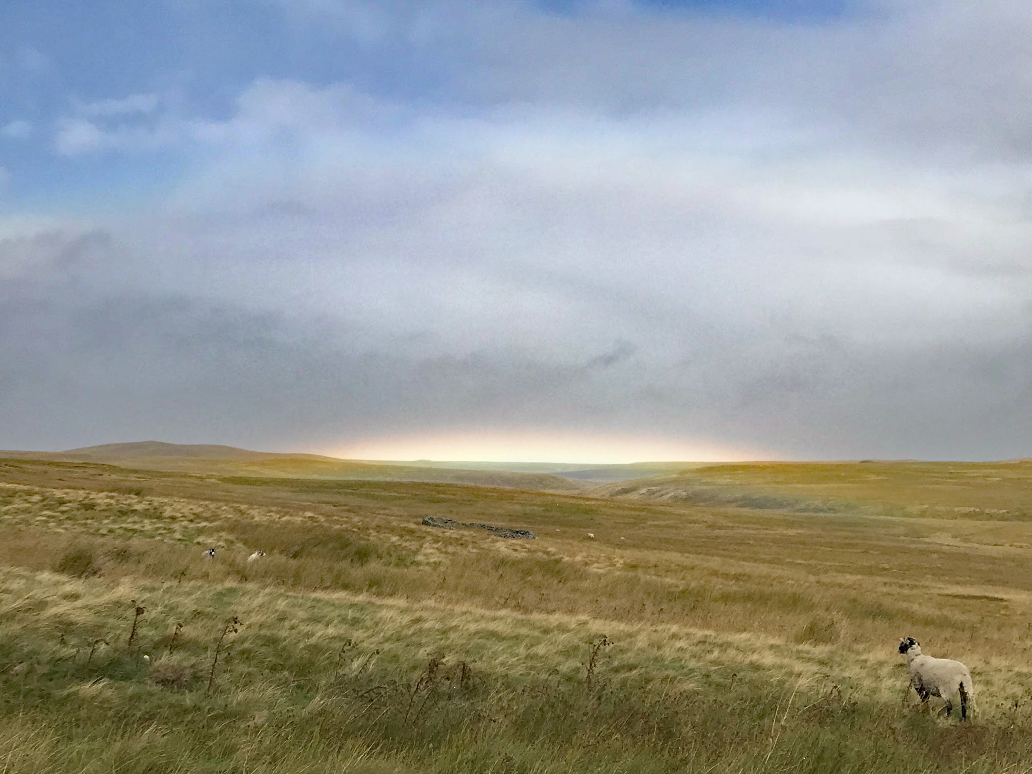 Cycling Tan Hill, UK - wide open grasslands with very low rainbow on the horizon, white sheep in corner gazing out toward rainbow