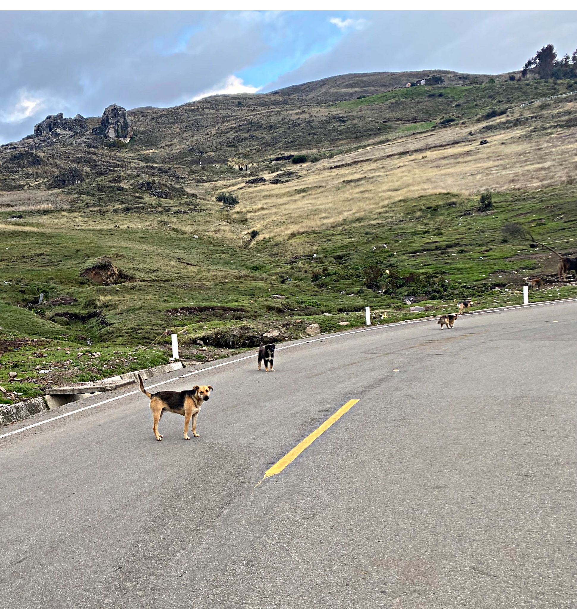 Cycling Punta Callan East, Peru - a pack of vicious dogs in the roadway 