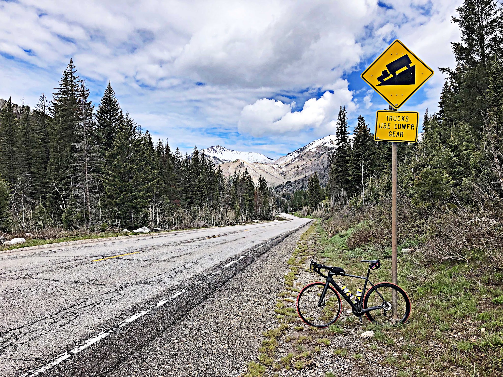 Daisy flowers on Hwy 190 Big Cottonwood Canyon cycle climb