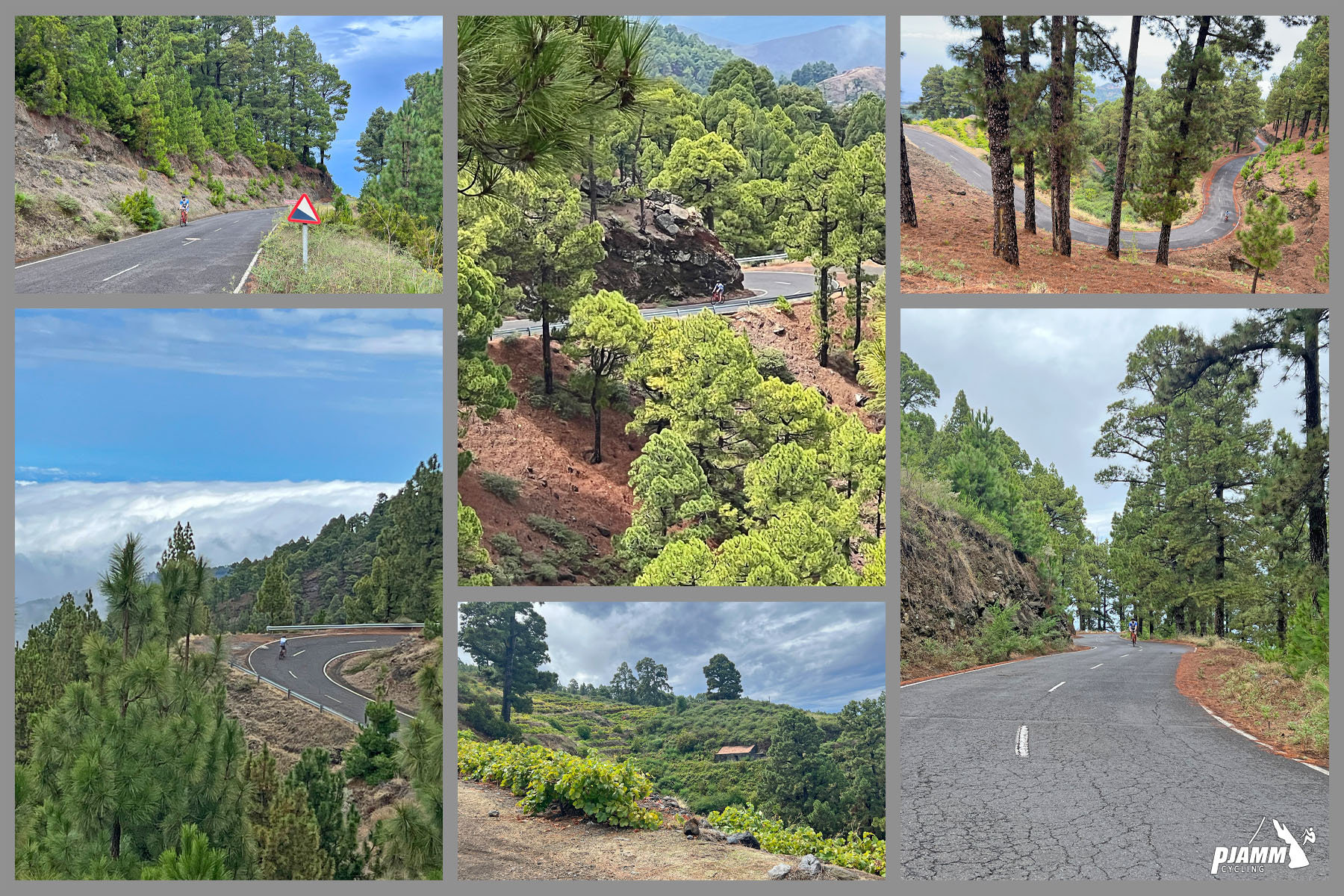 photo collage shows alpine tree setting on two-lane mountain highway roadway