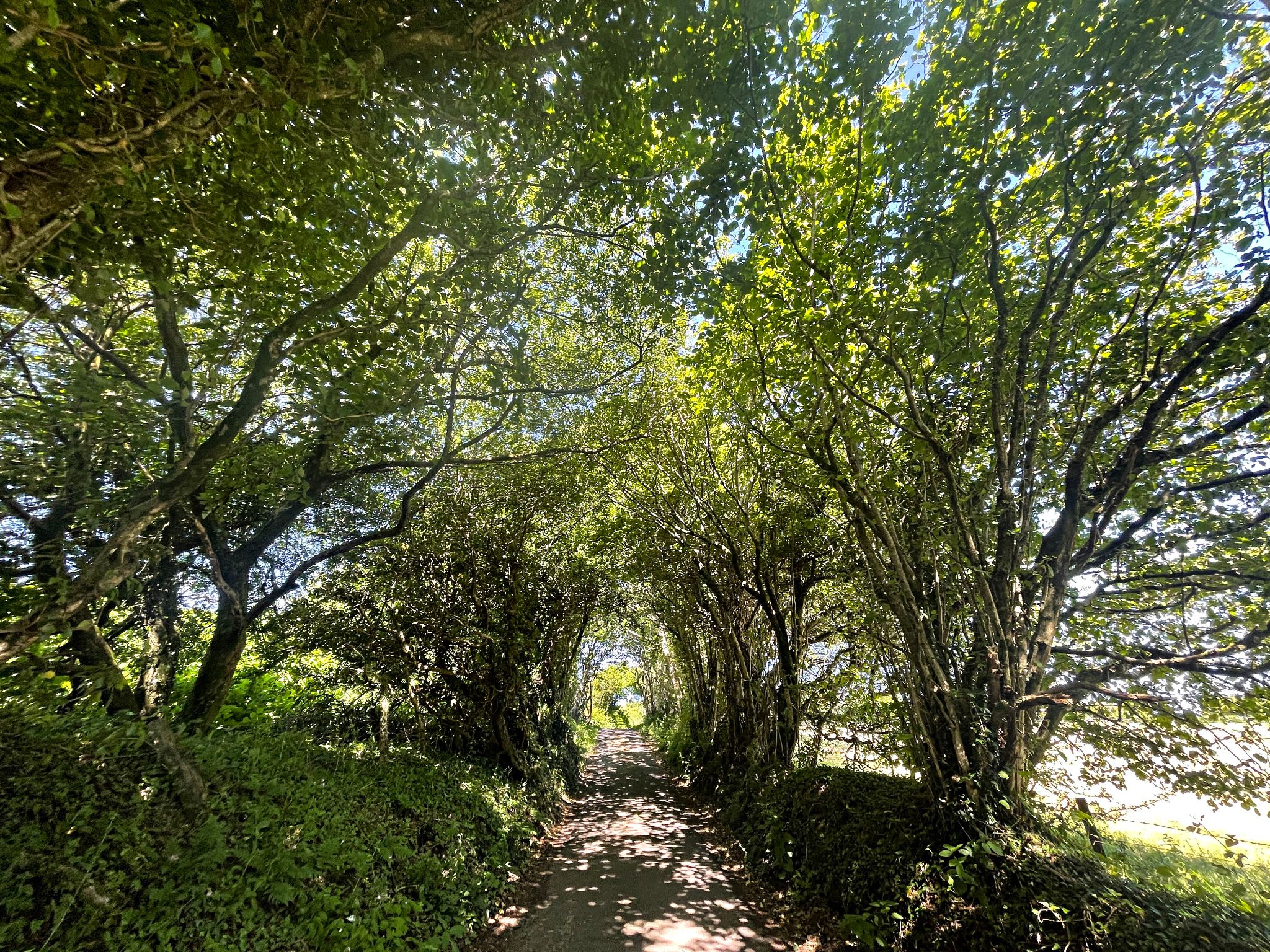 Cycling Llanguicke Road, Wales road through tree tunnel toward climb end