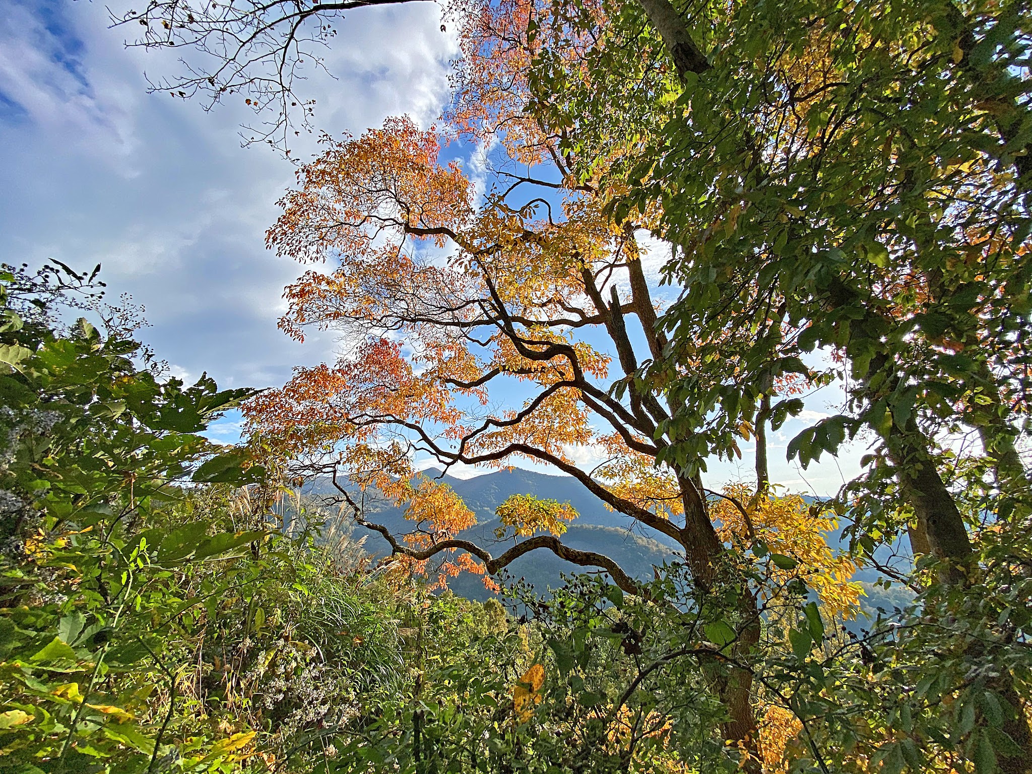 Cycling Blue Ridge Parkway to Craggy Gardens - bright orange leaves on trees surrounded by dense green trees, BRP
