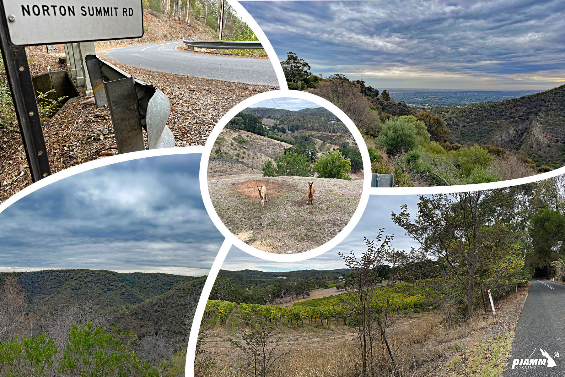 views on the way up Norton Summit Road; photo collage includes scrub brushes, vineyards, brown grasses; and two llamas 