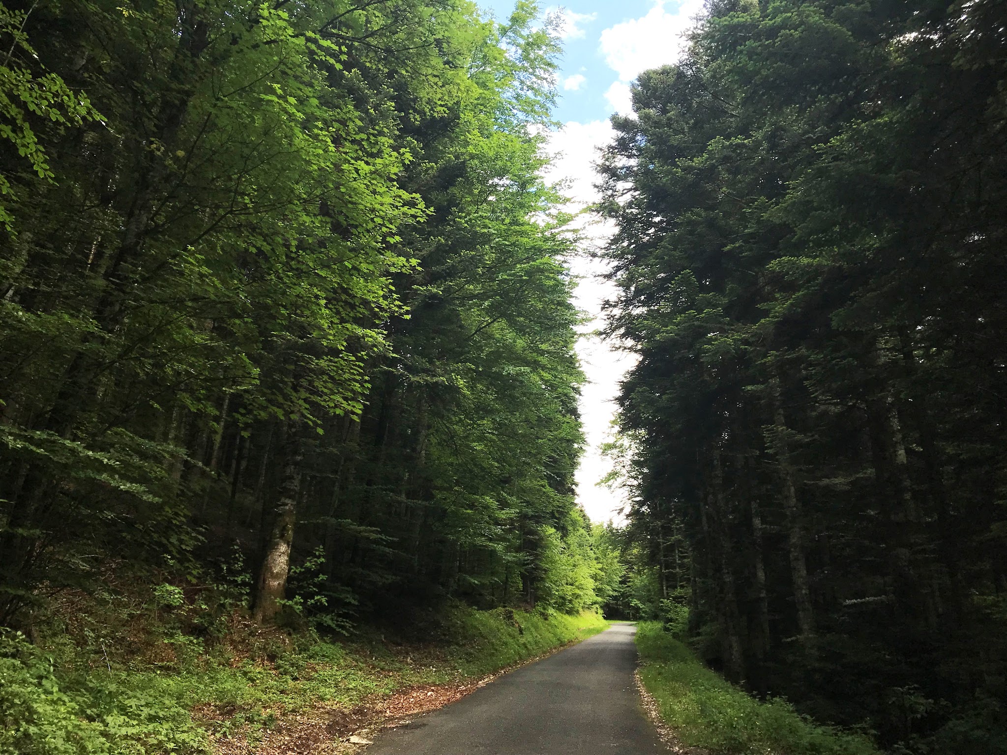 single lane roadway surrounded by dense tree forestation on both sides