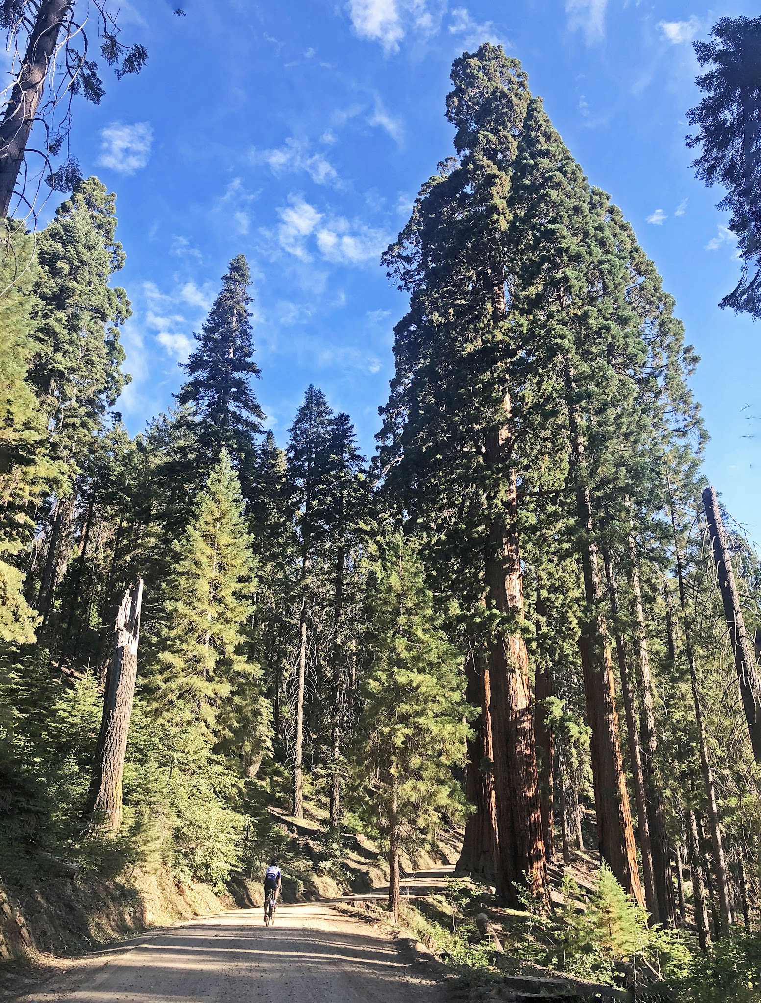 US Most Epic Bike Climbs - Whitaker Forest - pano of giant sequoia redwoods, roadway