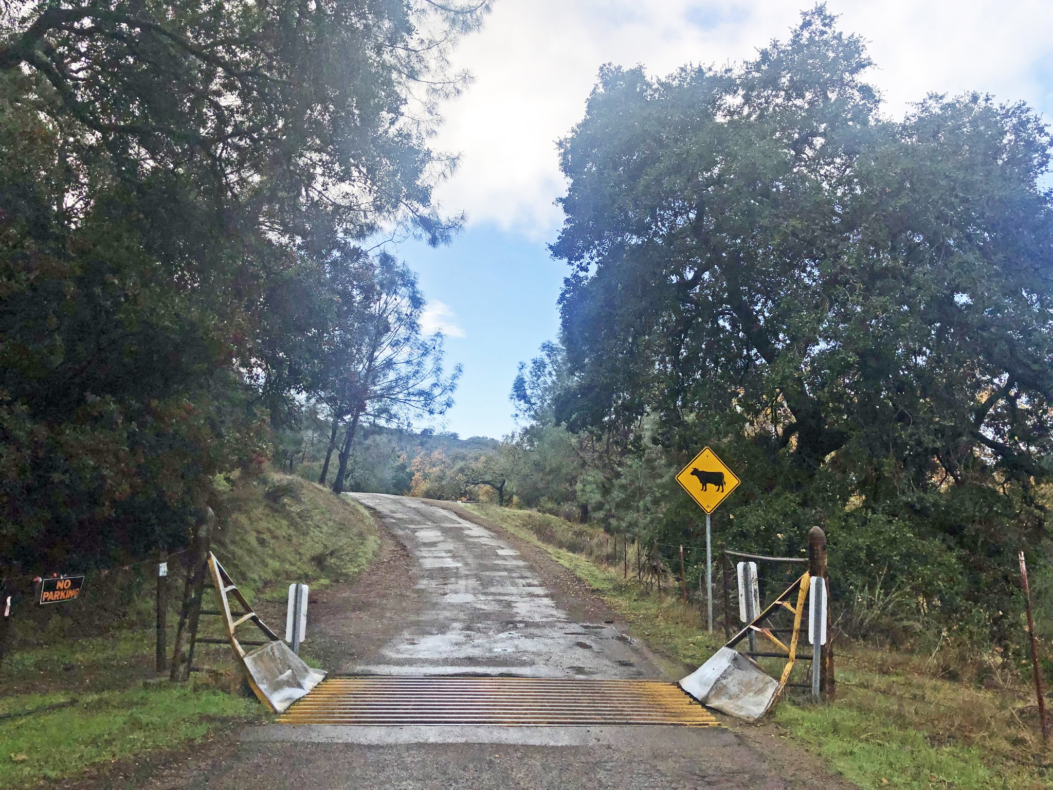 Bicycle climb on Figueroa Mountain Road West - Start of climb and cattle warning sign