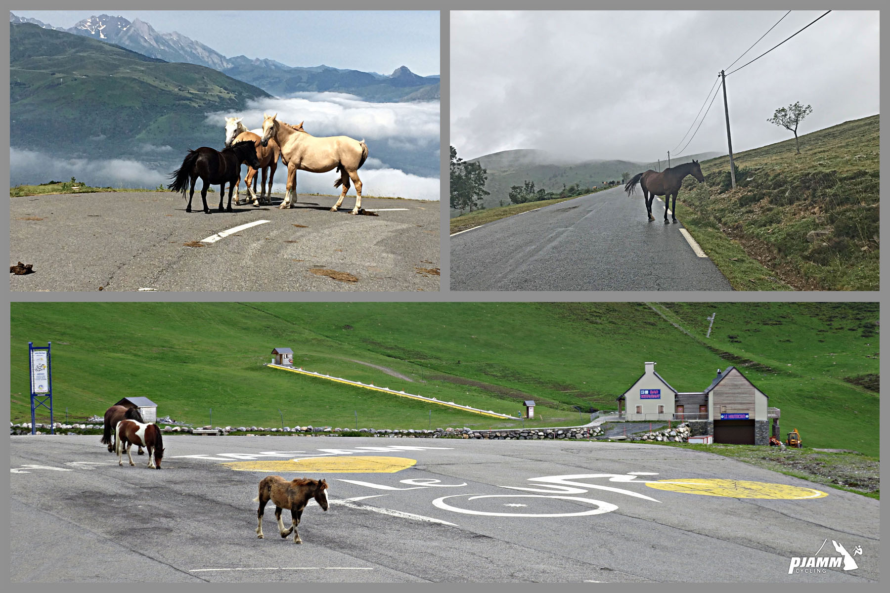Cycling Hautacam horses along the roadway