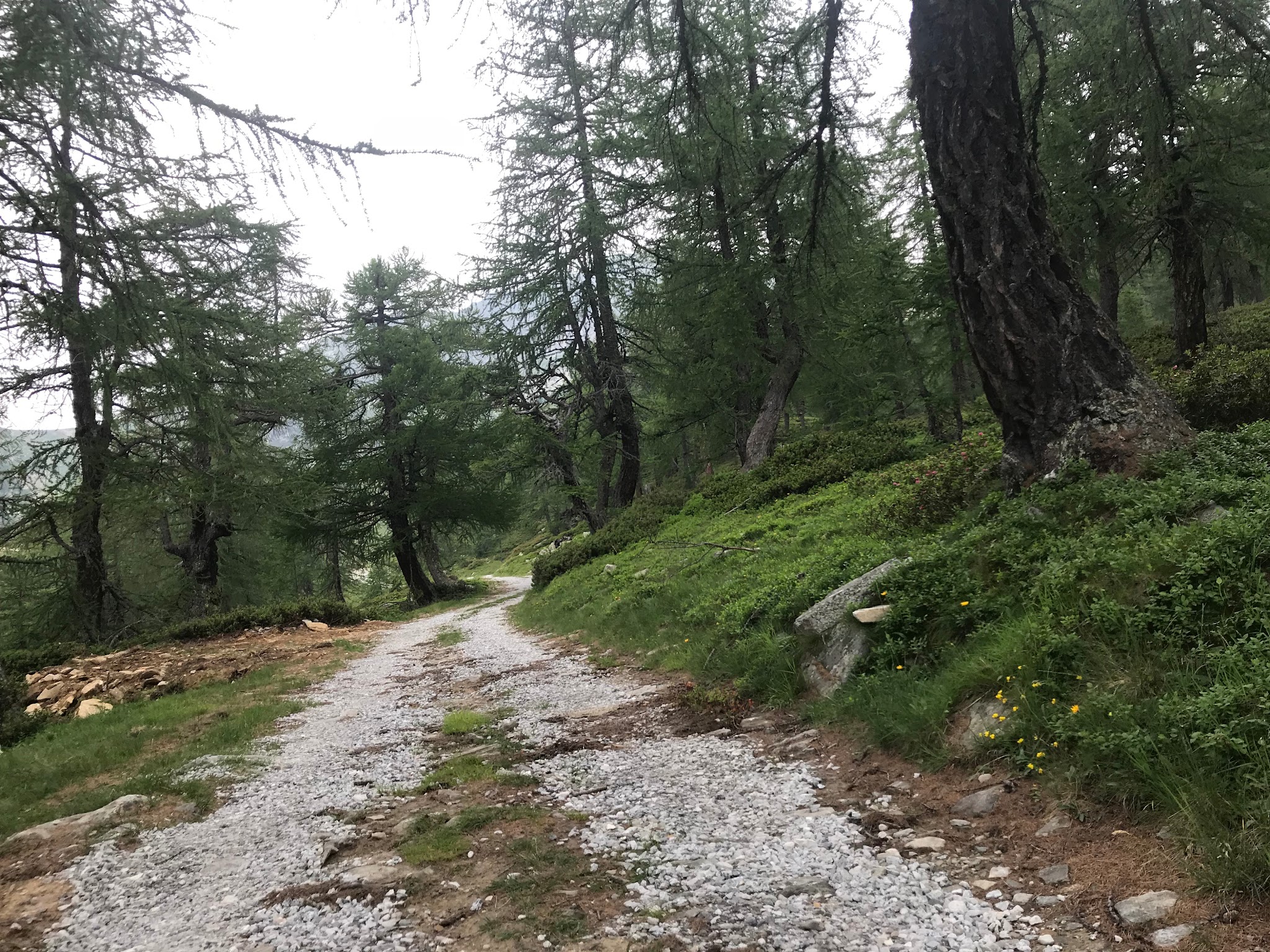 Bicycling Alpe Fuori  - gravel road and forest