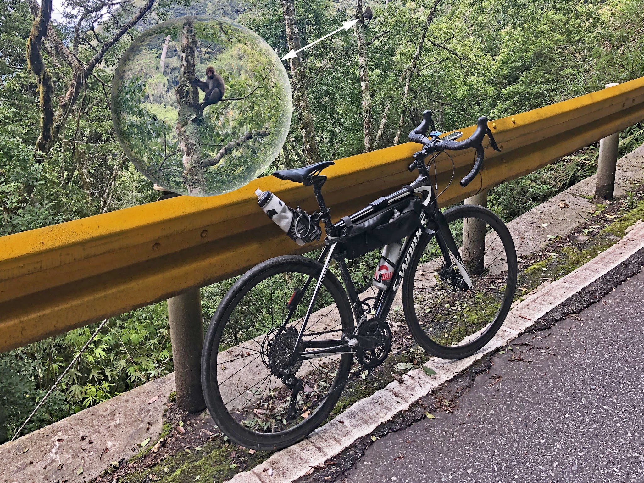 Biking up Wuling Pass East - monkey in tree