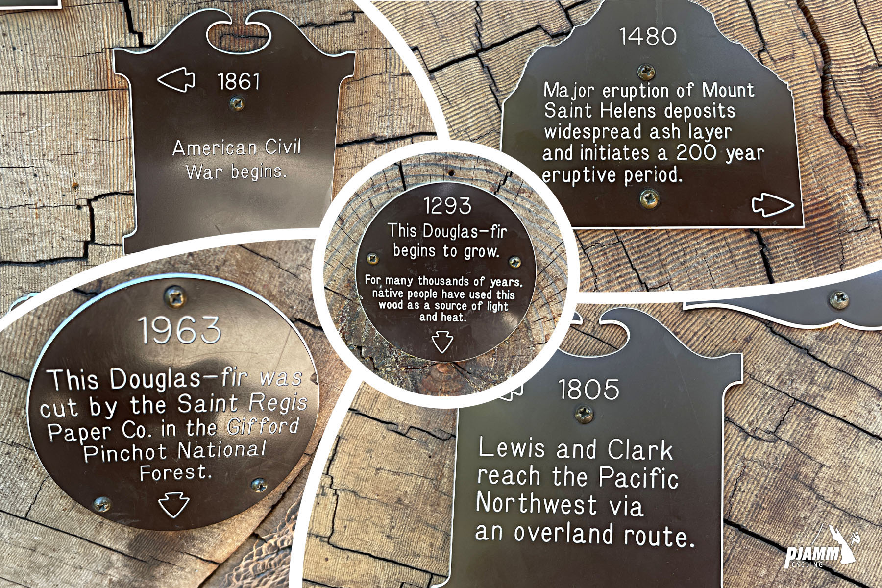 close ups of some of the year markers on the rings of the Douglas fir tree, including 1293 when the fir began to grow, 1480 when Mt. Saint Helens erupted, 1805 when Lewis & Clark reached the PNW, and 1963 when the tree was cut down