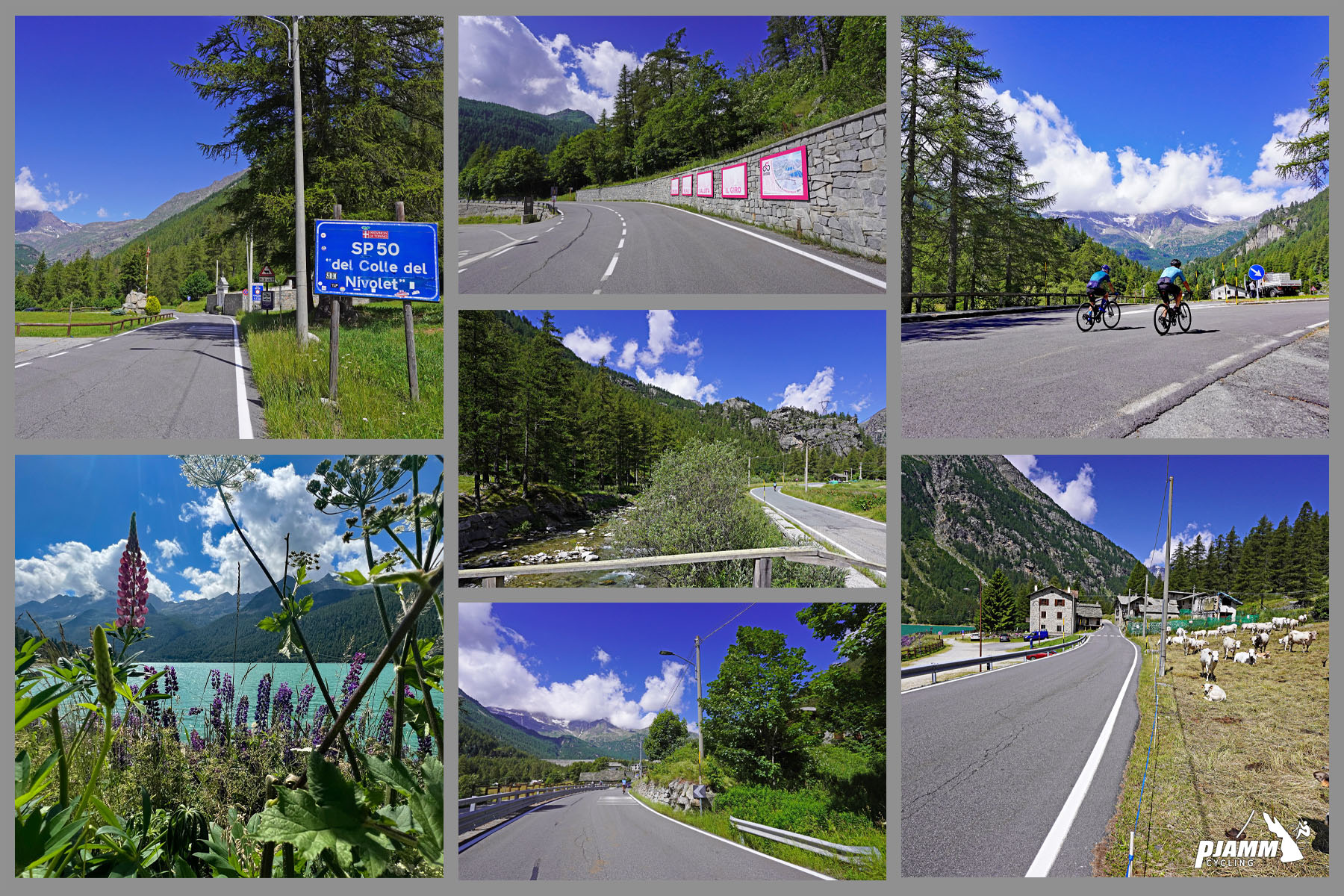 Cycling Colle de Nivolet, Italy - photo collage shows PJAMM cyclists riding through beautiful alpine settings, roadway in great condition, bright blue alpine lake, livestock feeding in pastures on roadside