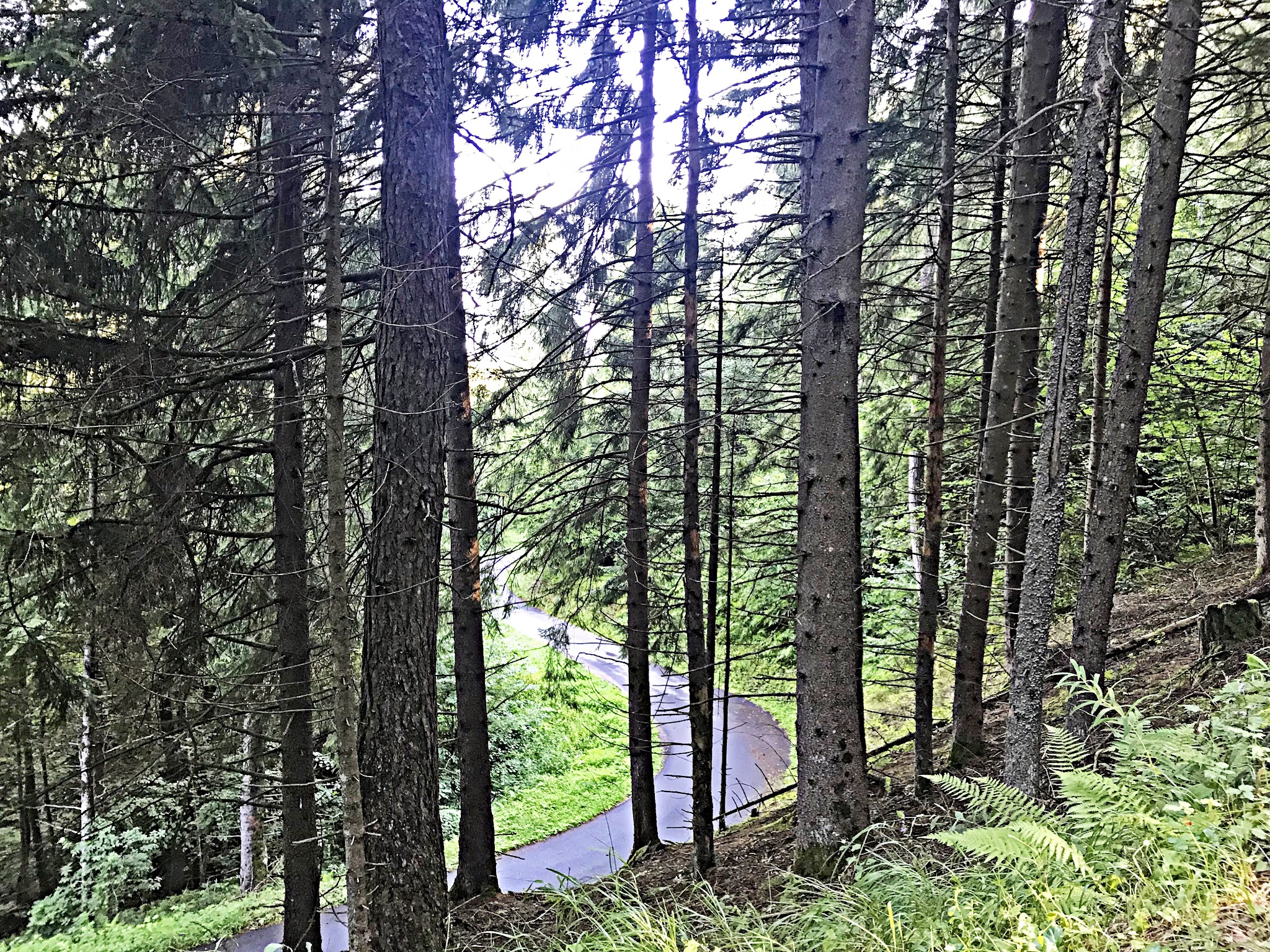 Cycling  Passo del Mortirolo from Tovo - narrow road with thick forest 