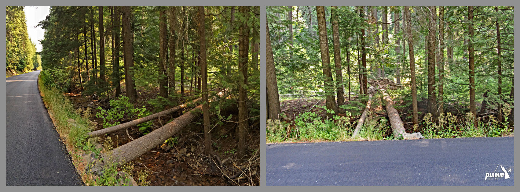 Cycling Mt. Spokane, Washington - "log bridge" along roadside, two large evergreen trees fallen along creek creating a bridge
