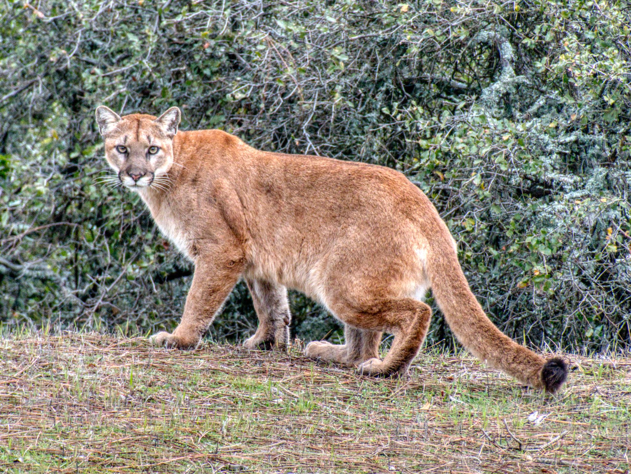 Bike climb up Bohlman Road - up close shot of mountain lion looking directly at camera.