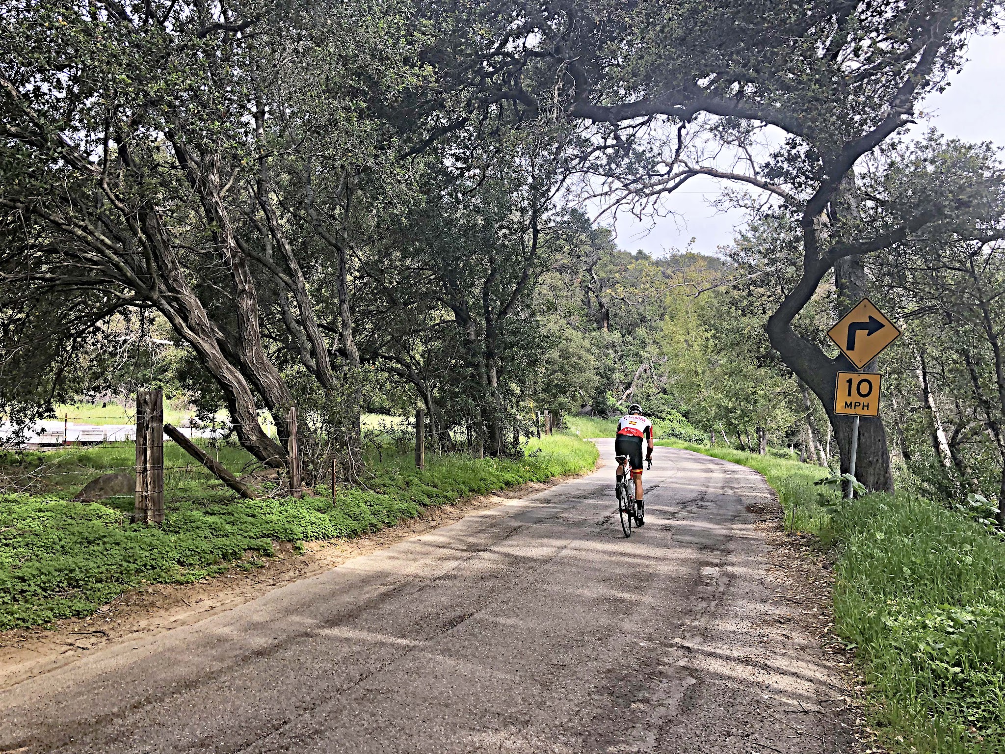 Bike climb Refugio Road - pjamm cyclist on bike riding on road under oak tree overhang