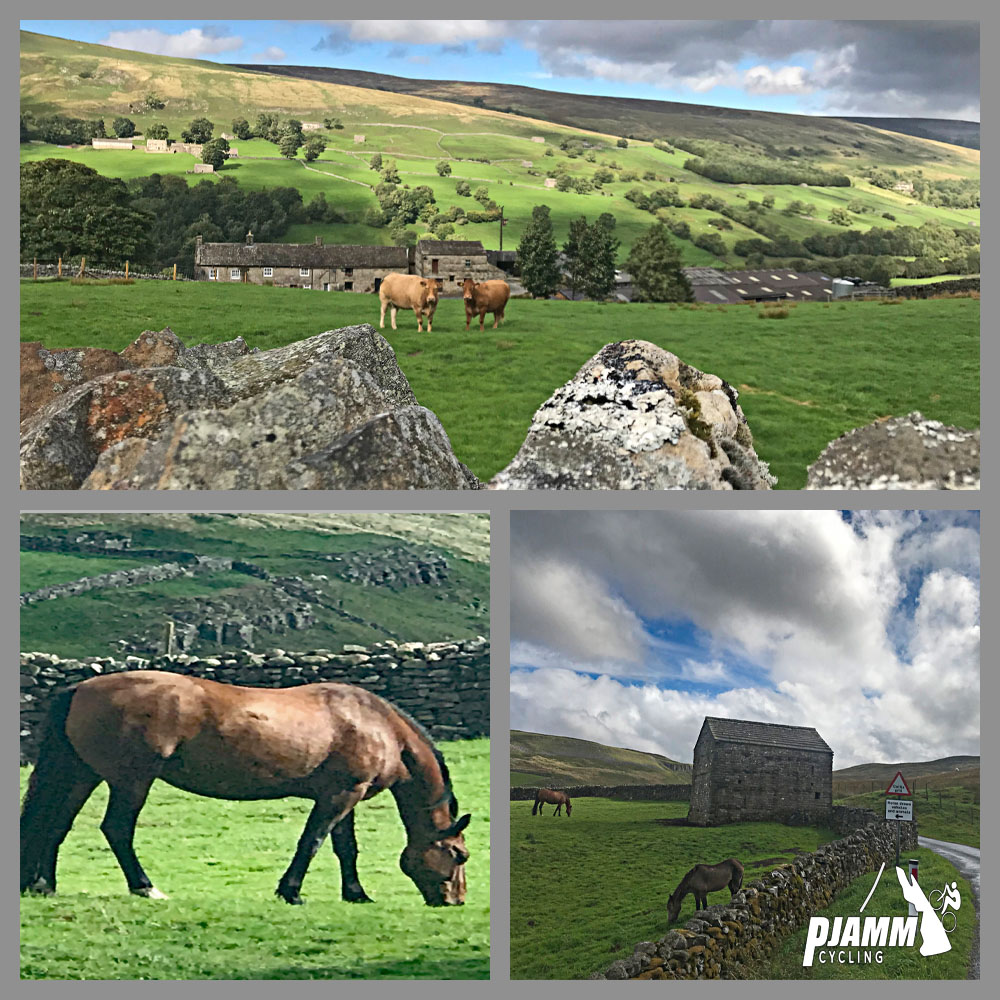 Cycling Oxnop Scar - various cattle grazing in pastures, cows, horses, PJAMM Cycling logo in corner